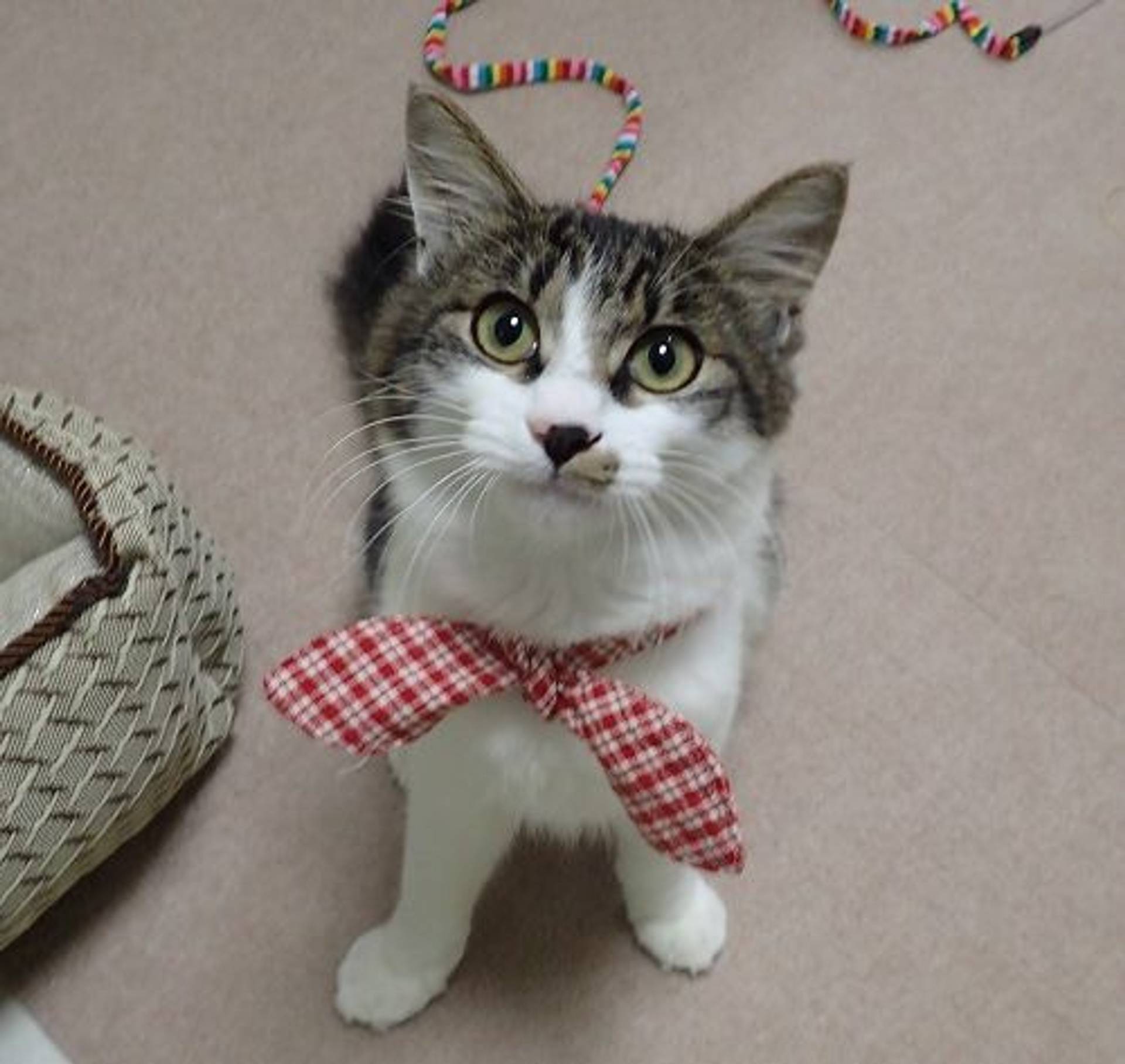 雑種（ミックス猫）・オスの里親募集の写真