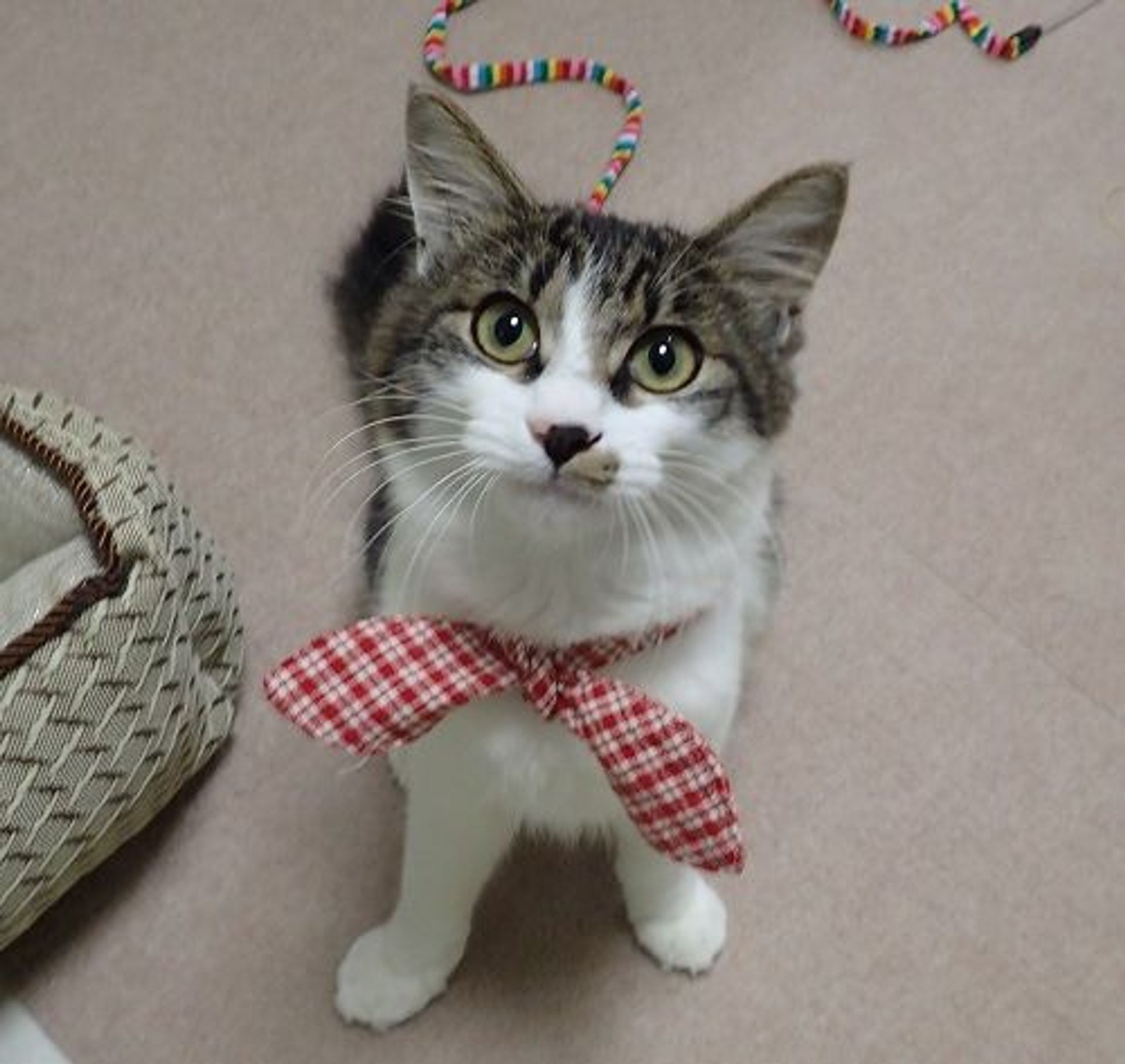 雑種（ミックス猫）・オスの里親募集の写真