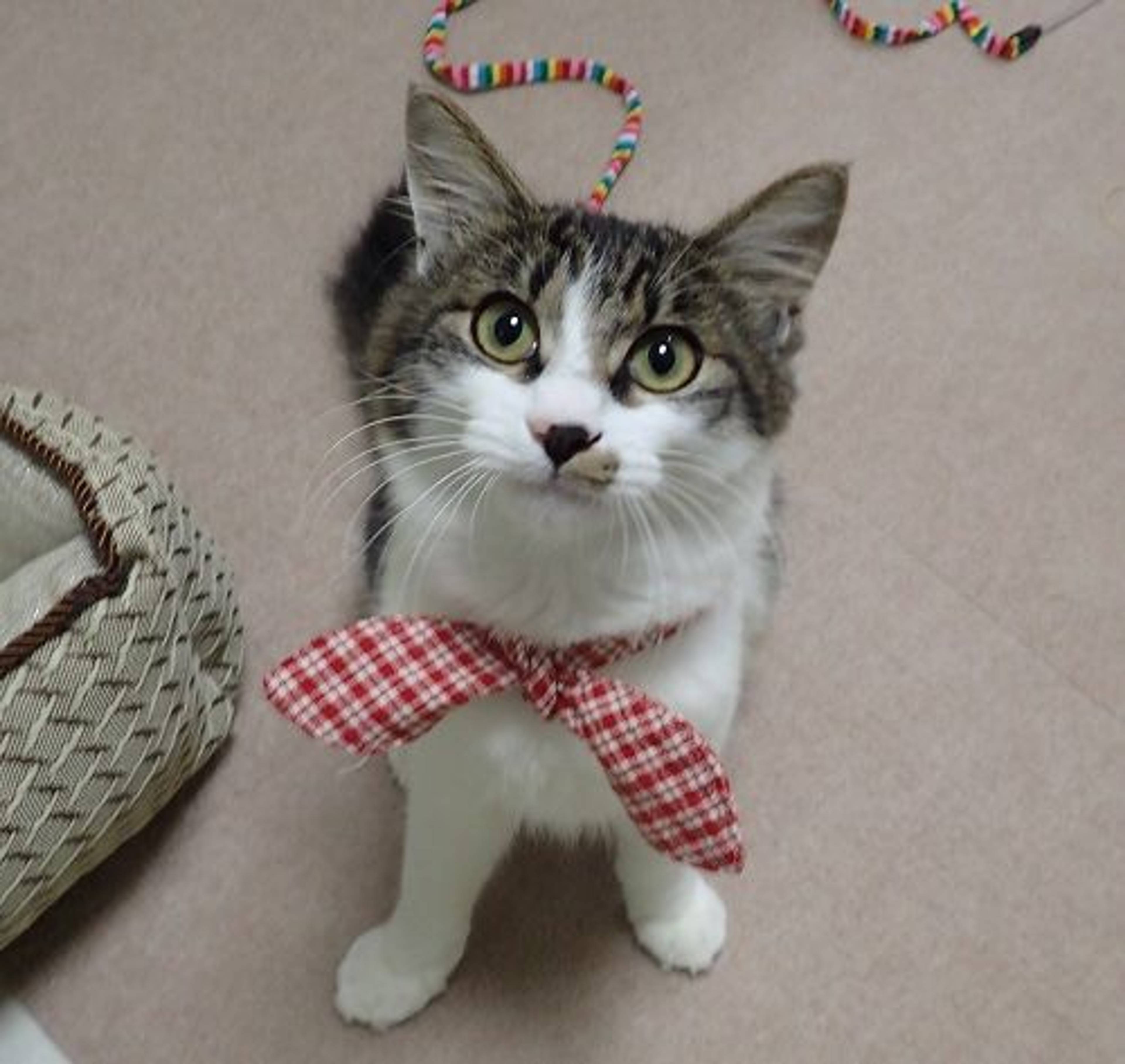 雑種（ミックス猫）・オスの里親募集の写真
