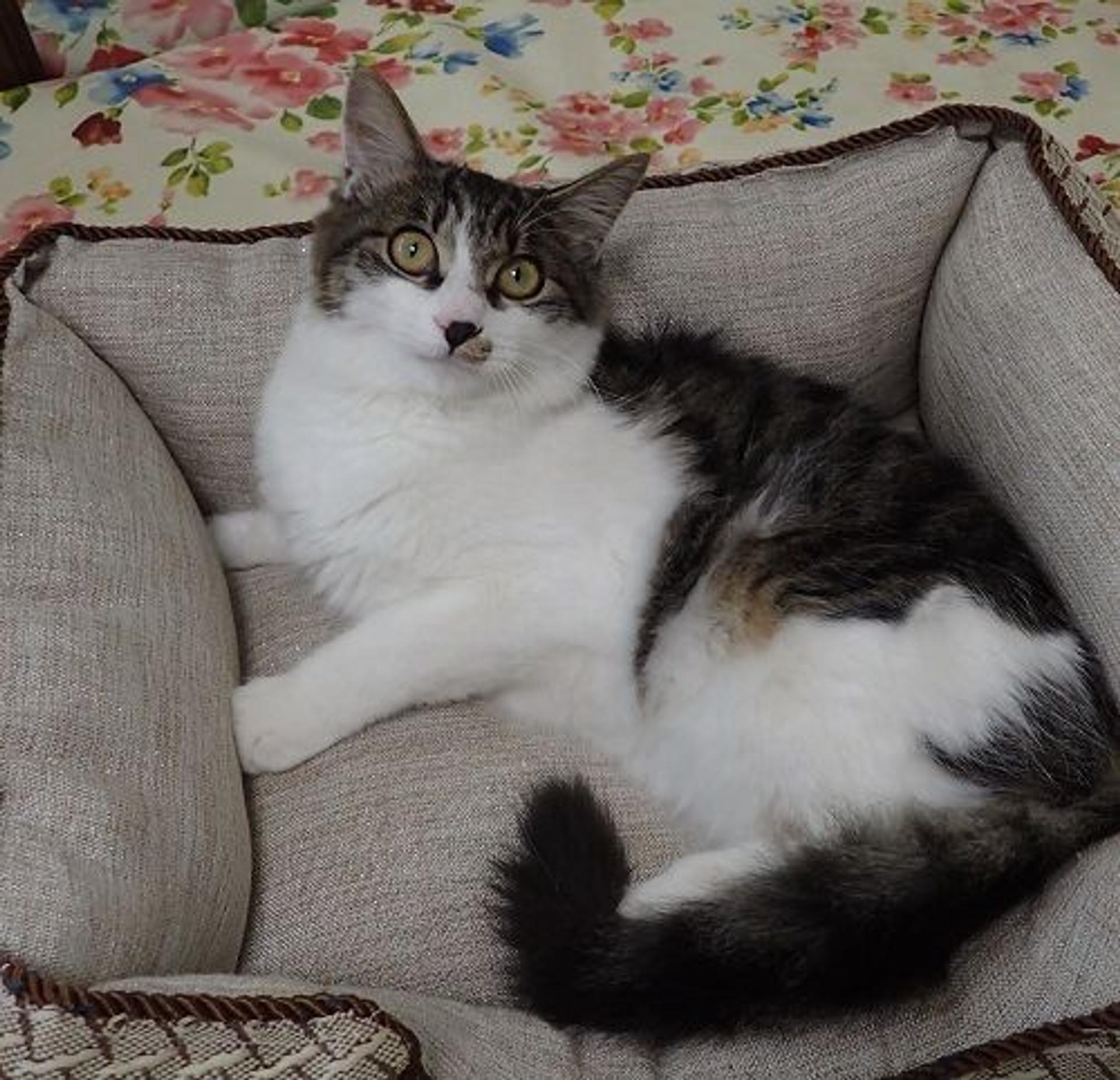 pet-image-2