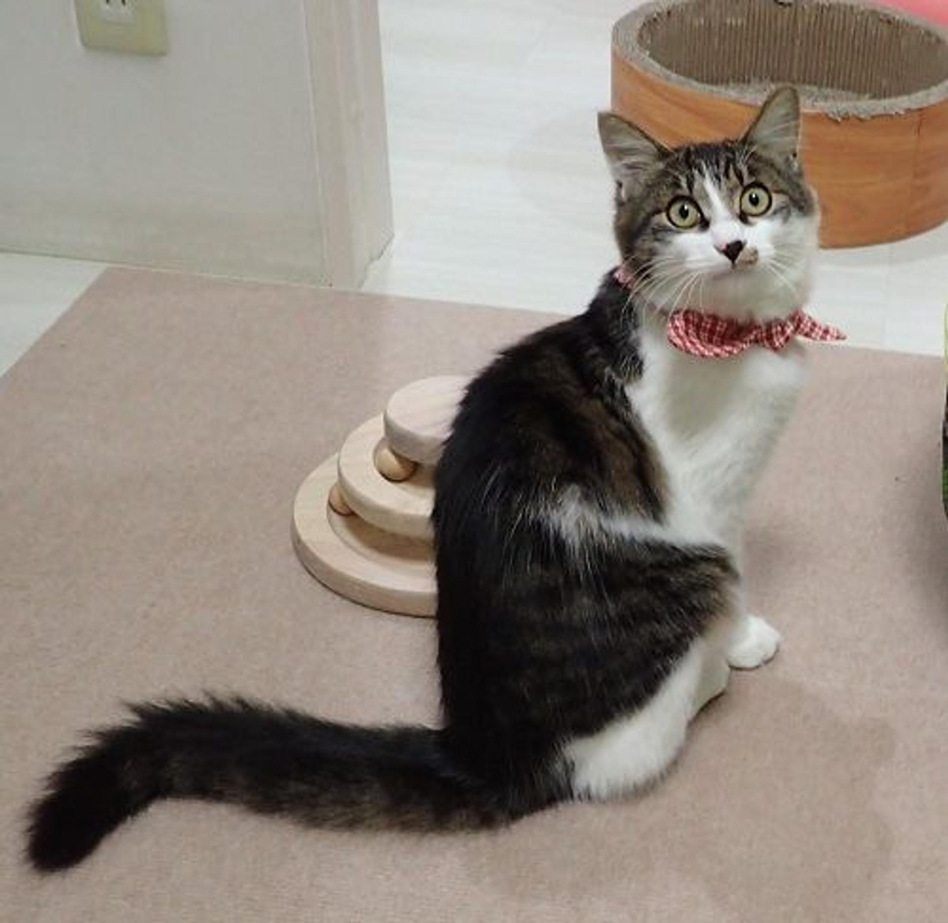 pet-image-3