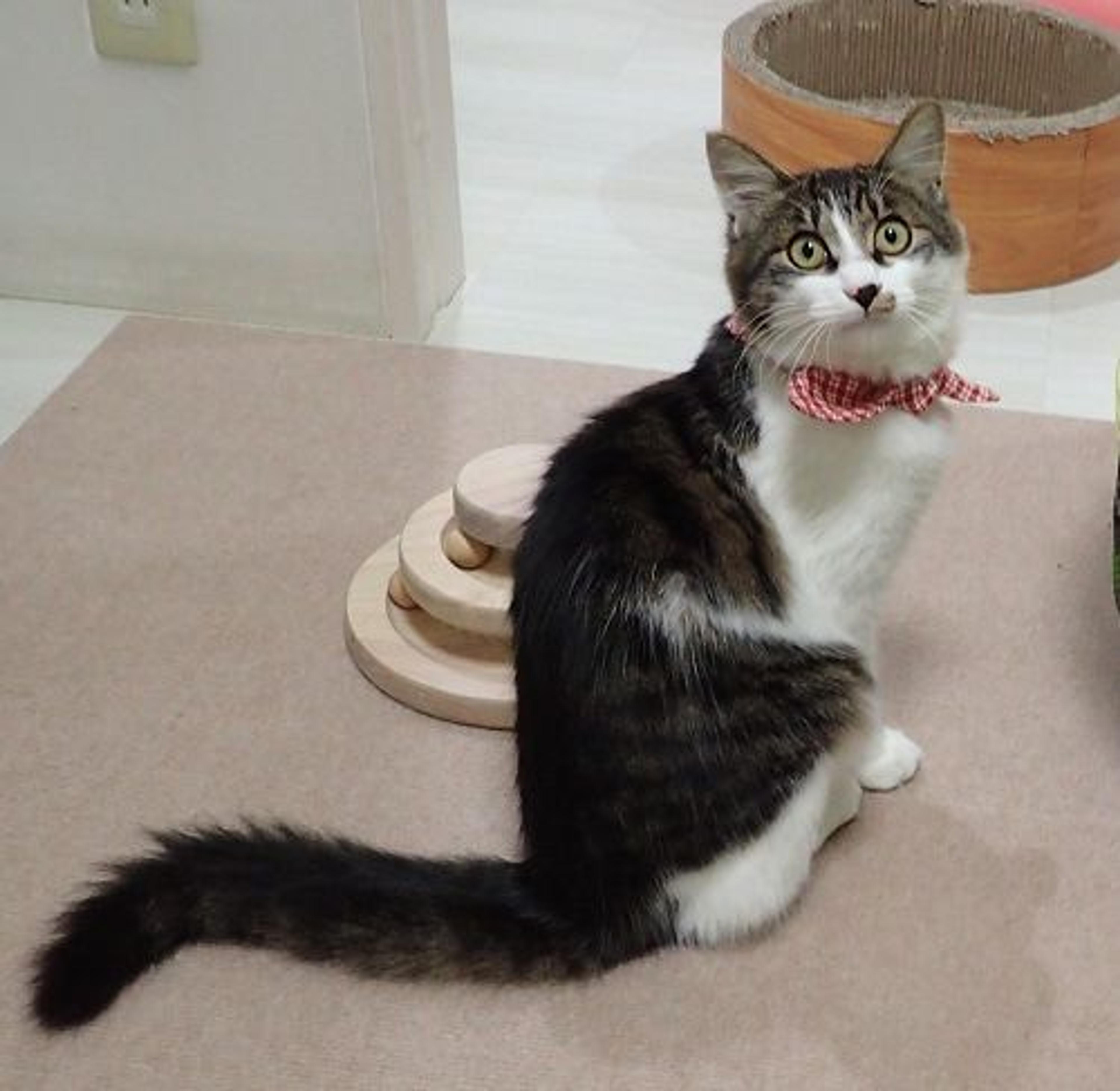 pet-image-3