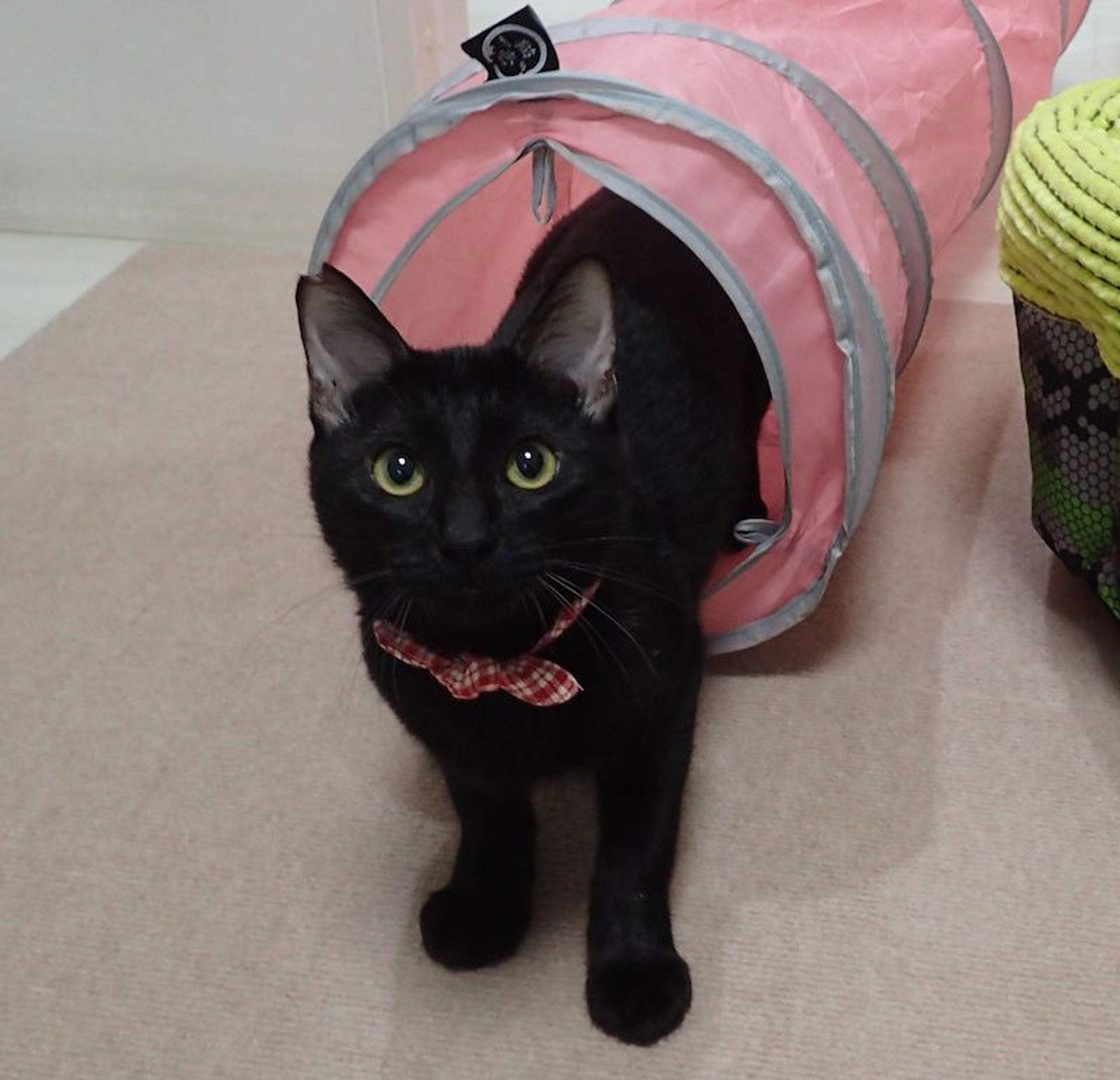 雑種（ミックス猫）・オスの里親募集の写真