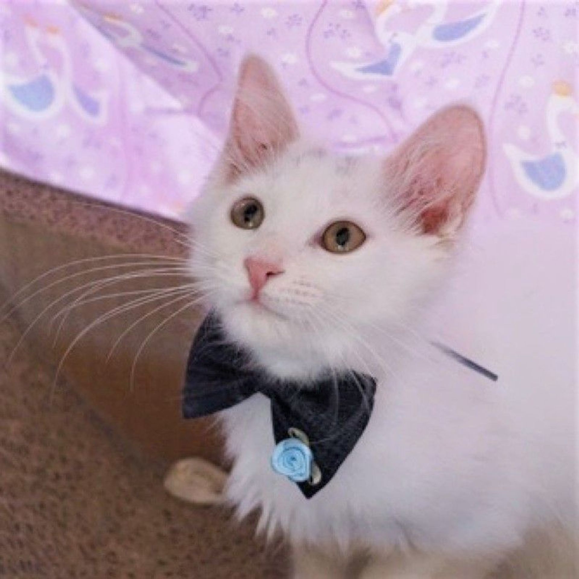 雑種（ミックス猫）・オスの里親募集の写真
