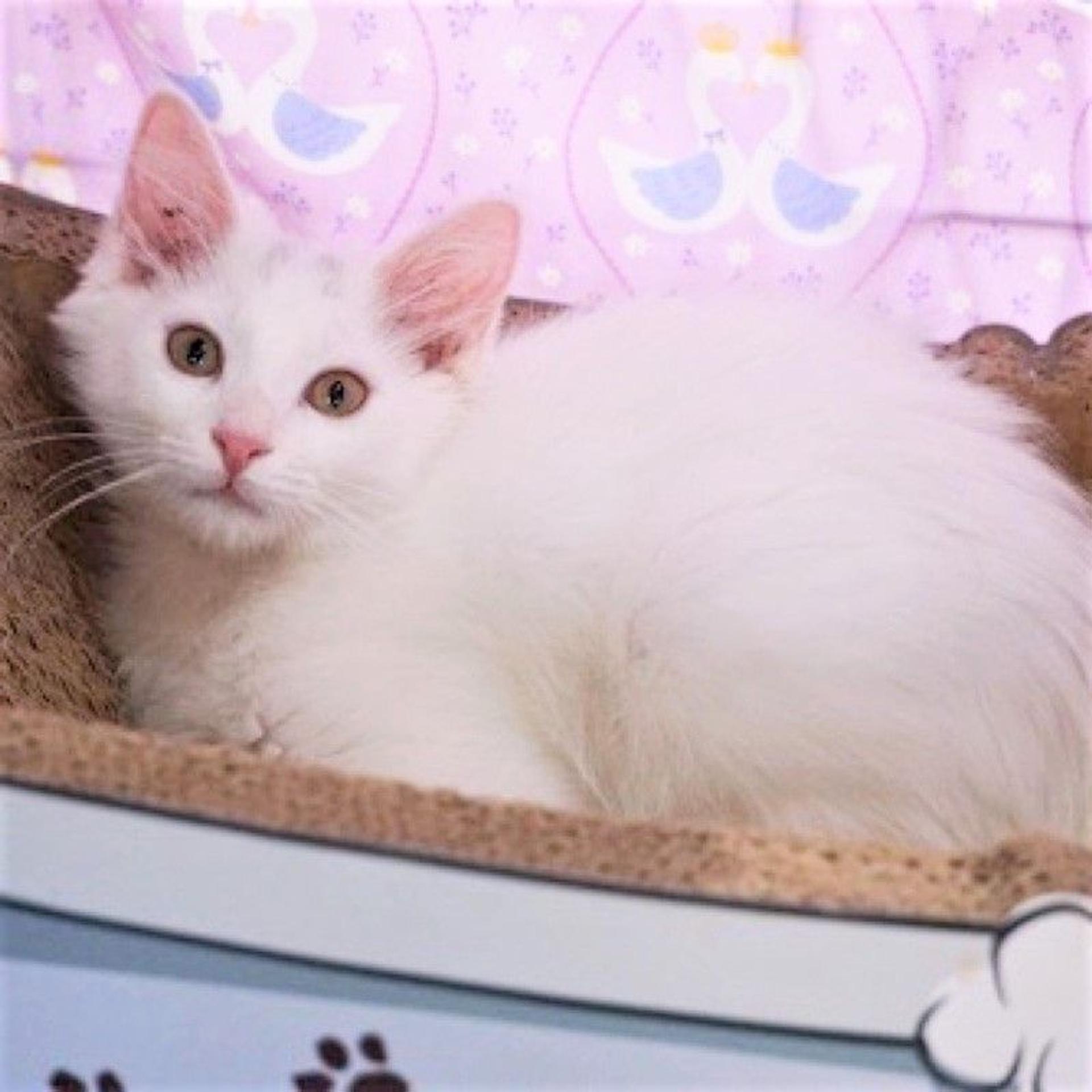 pet-image-3