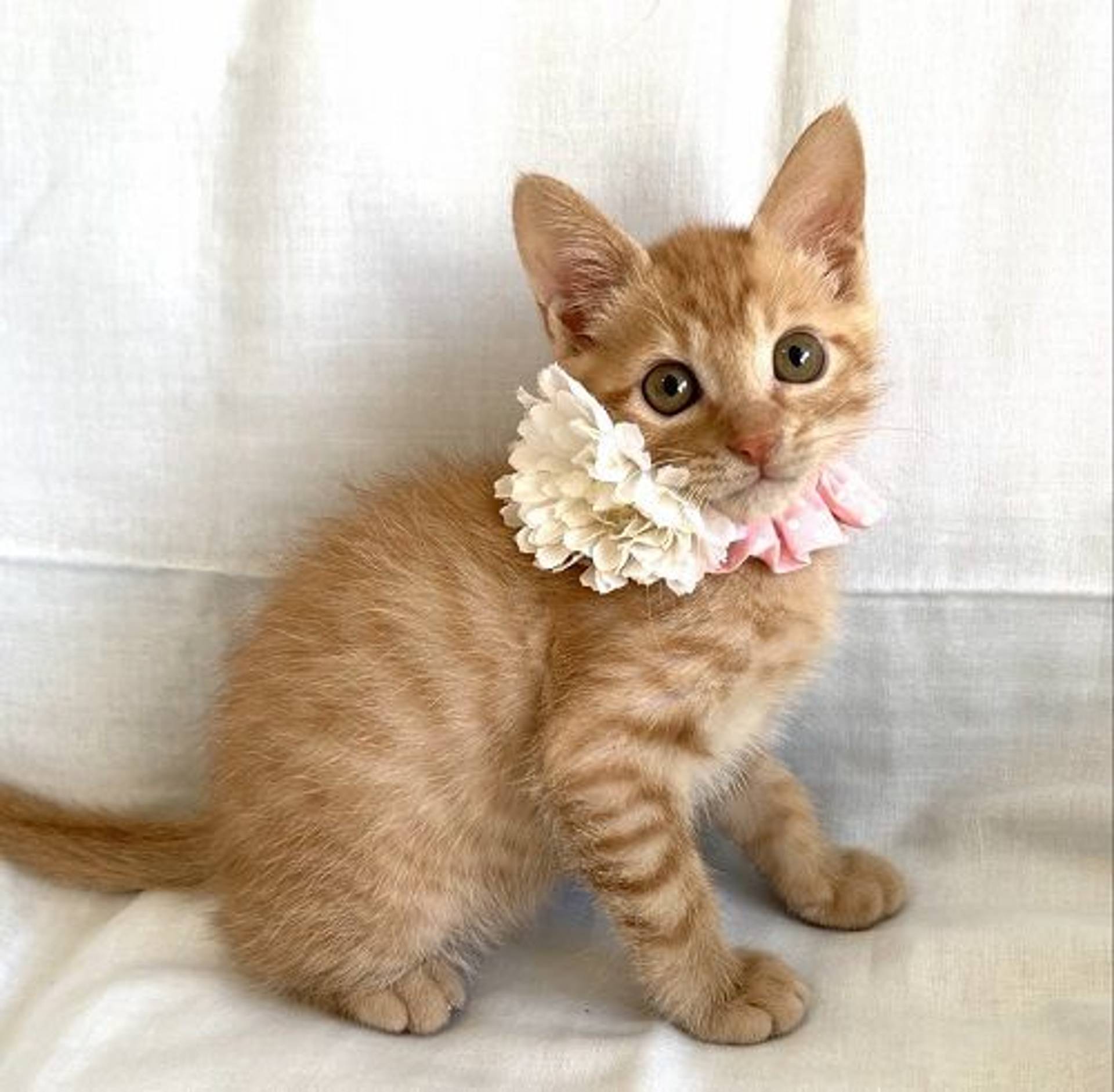 雑種（ミックス猫）・メスの里親募集の写真