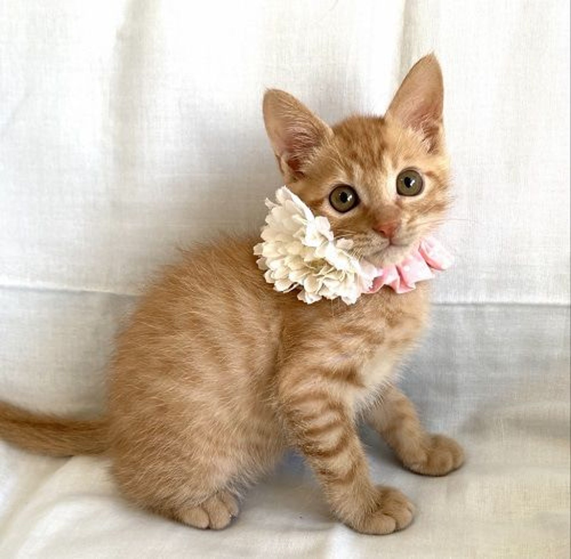 雑種（ミックス猫）・メスの里親募集の写真
