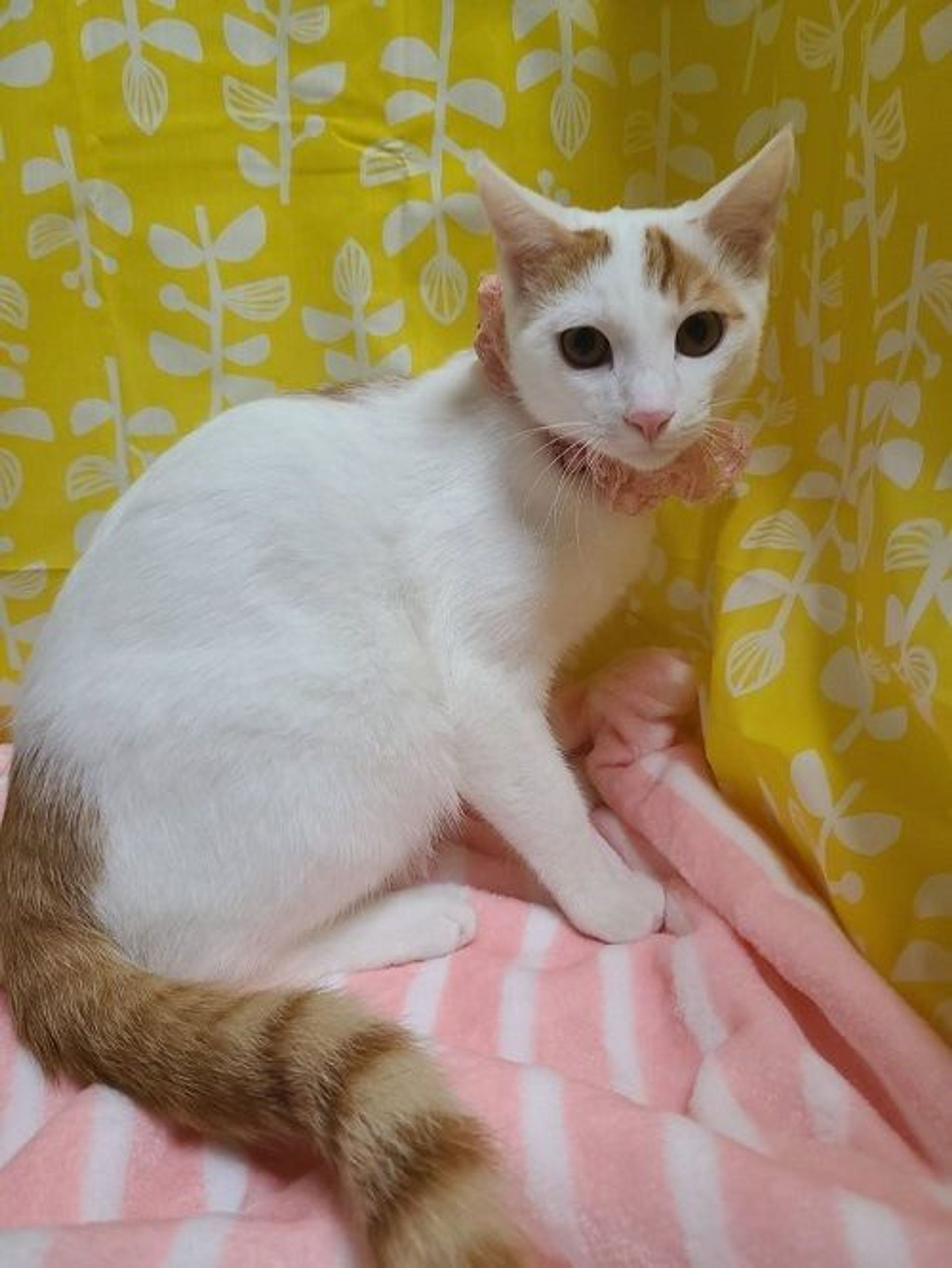 雑種（ミックス猫）・オスの里親募集の写真