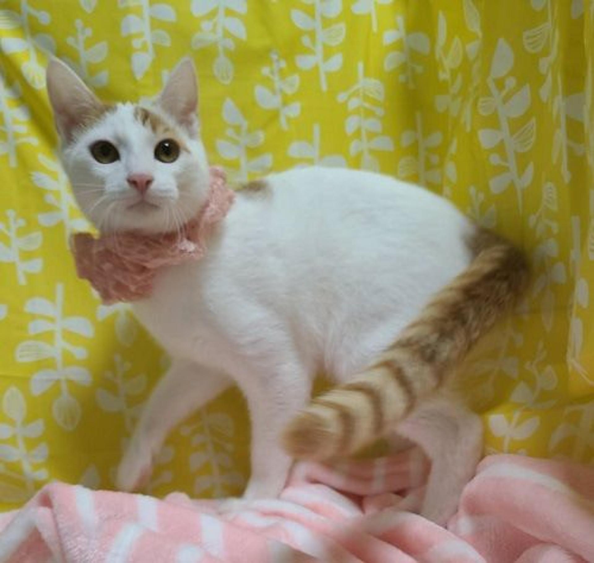 pet-image-2