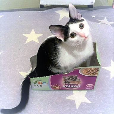 ちび子の写真