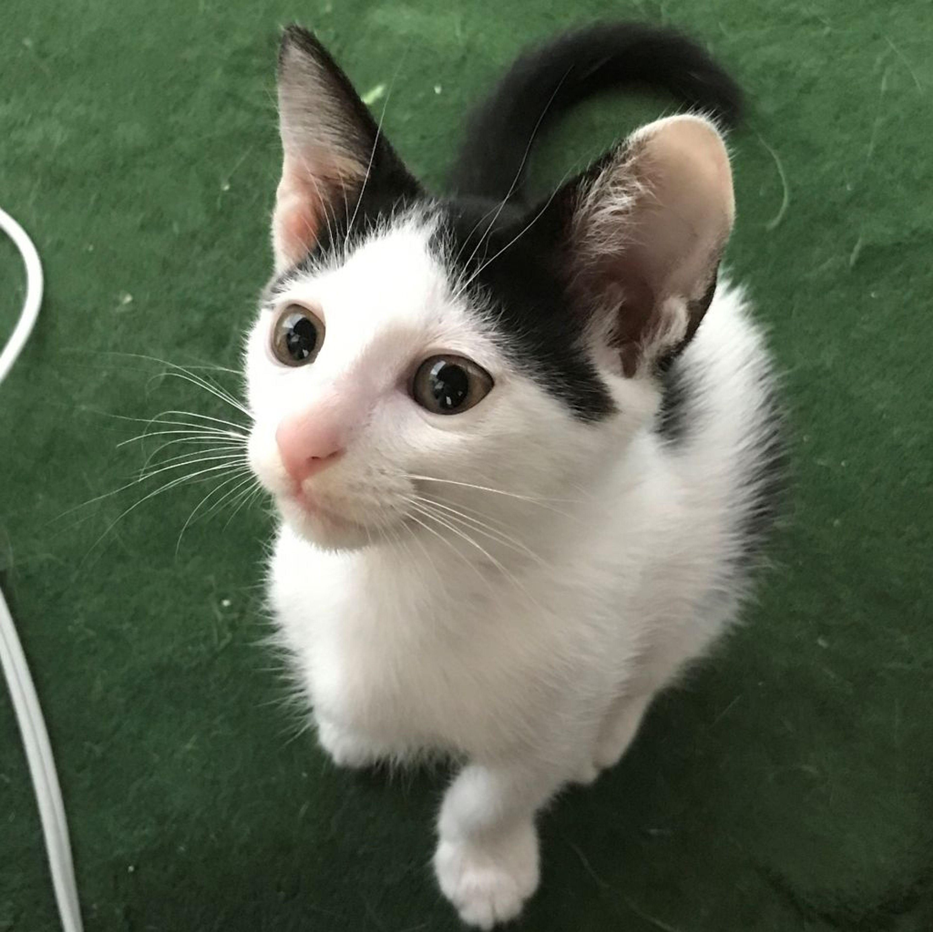 pet-image-2