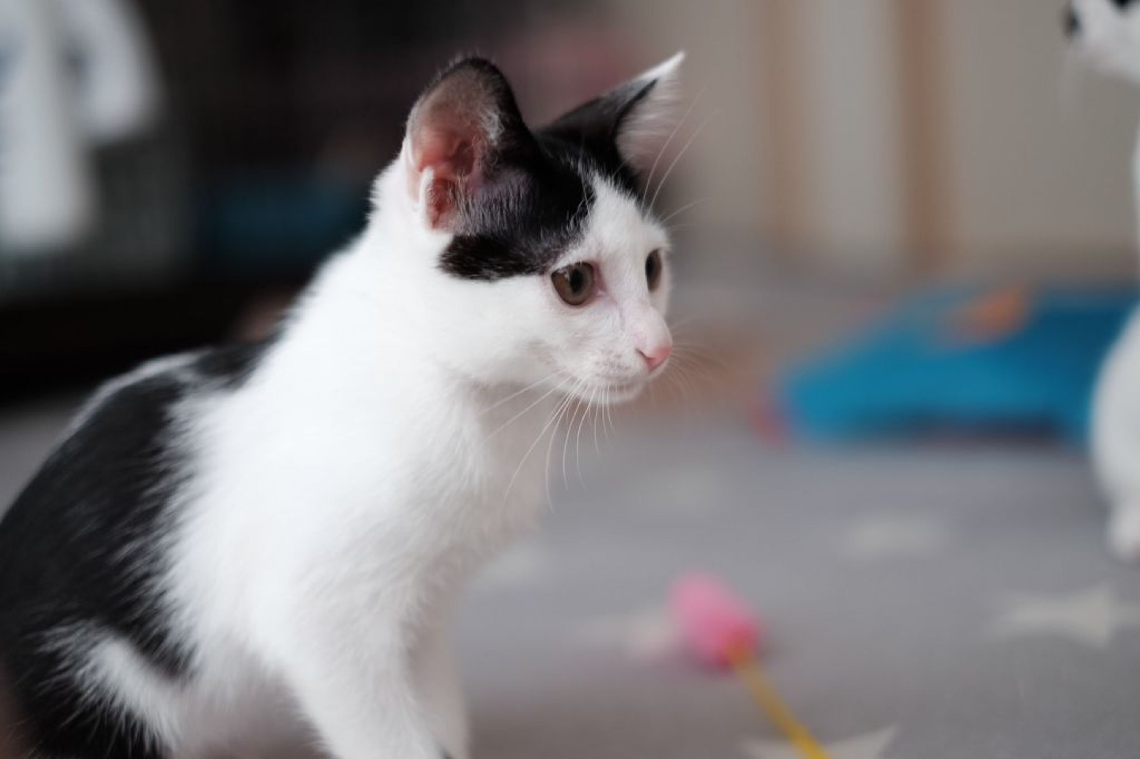 pet-image-3