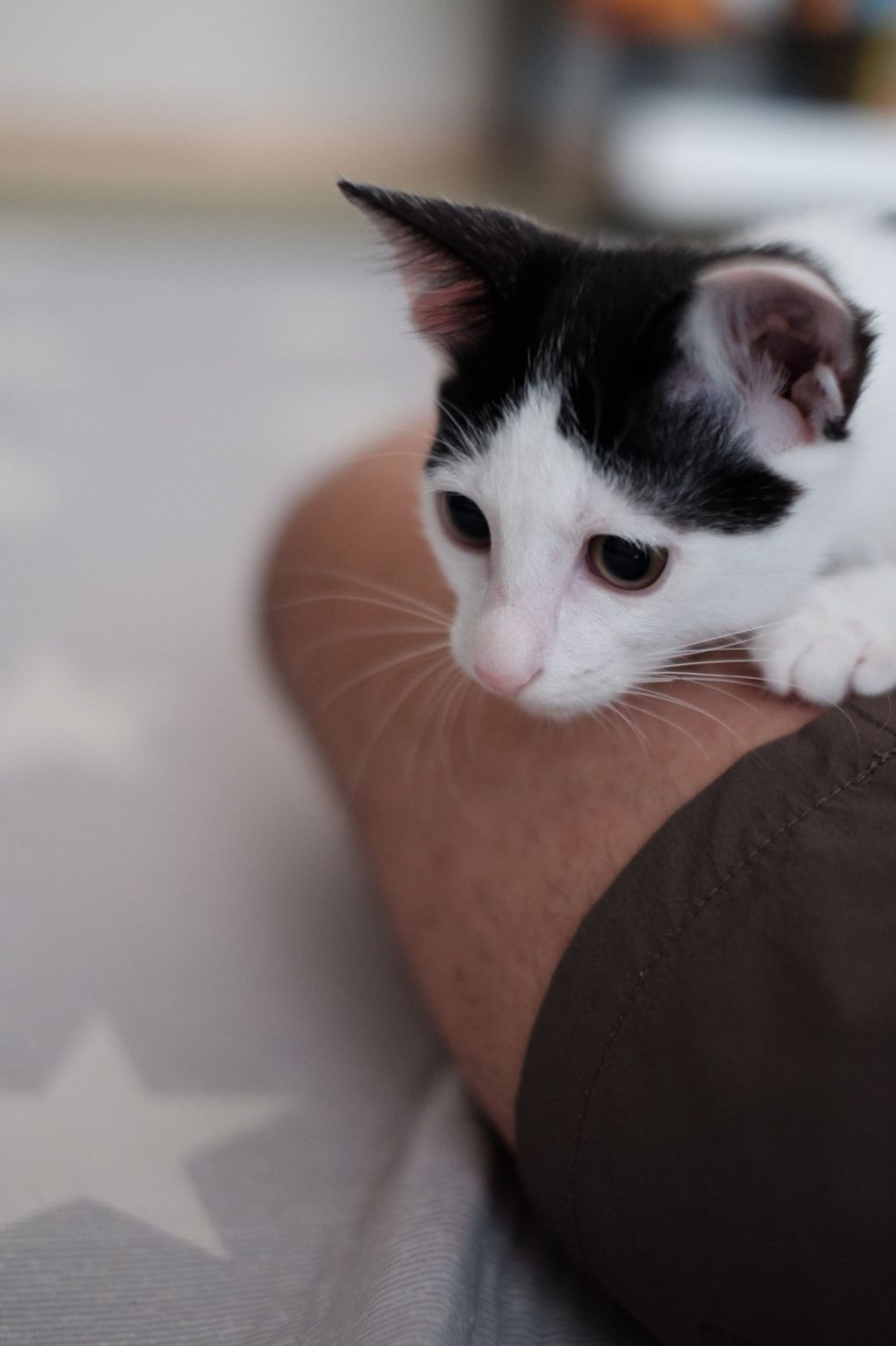 pet-image-4