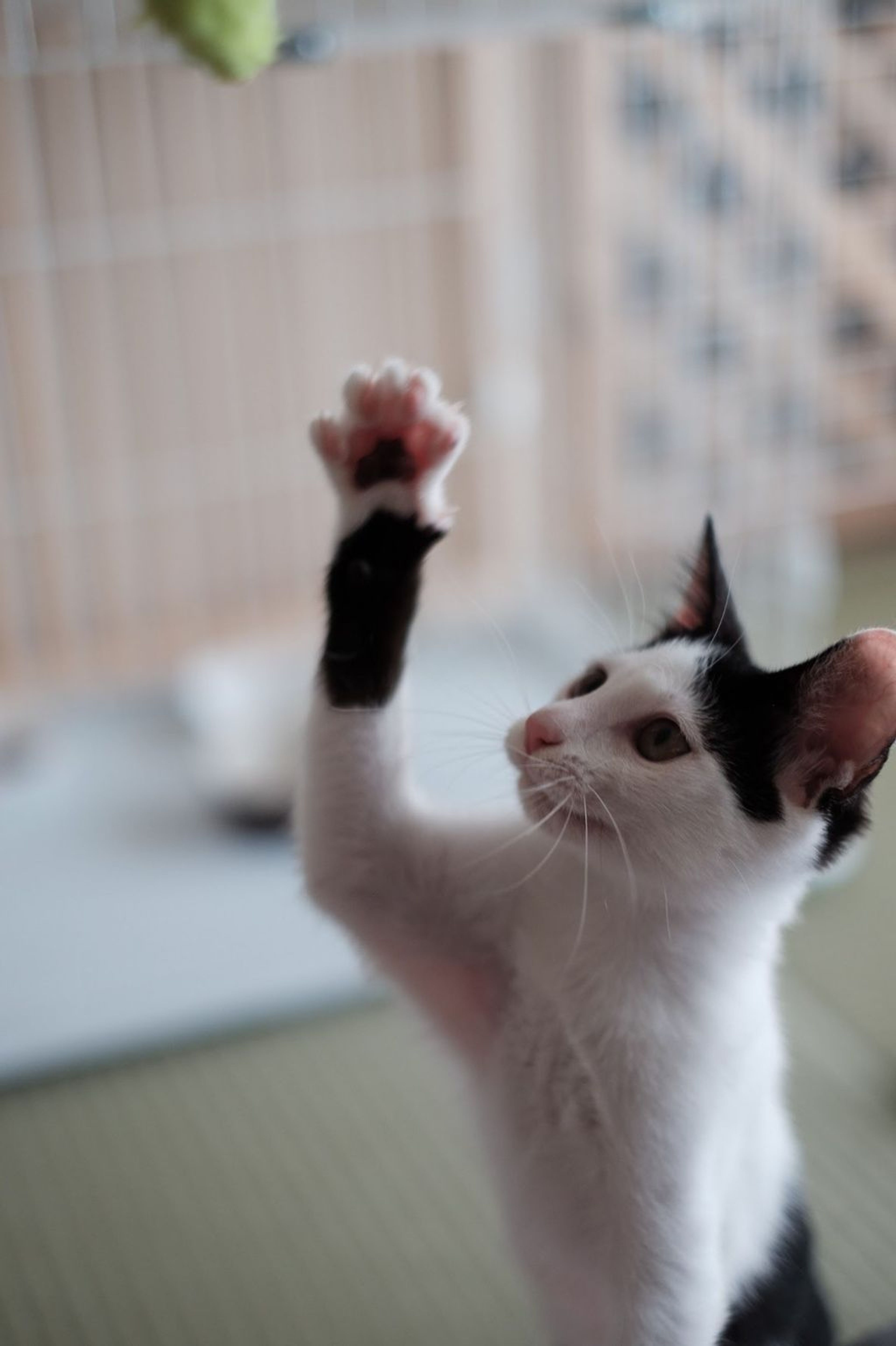 pet-image-5