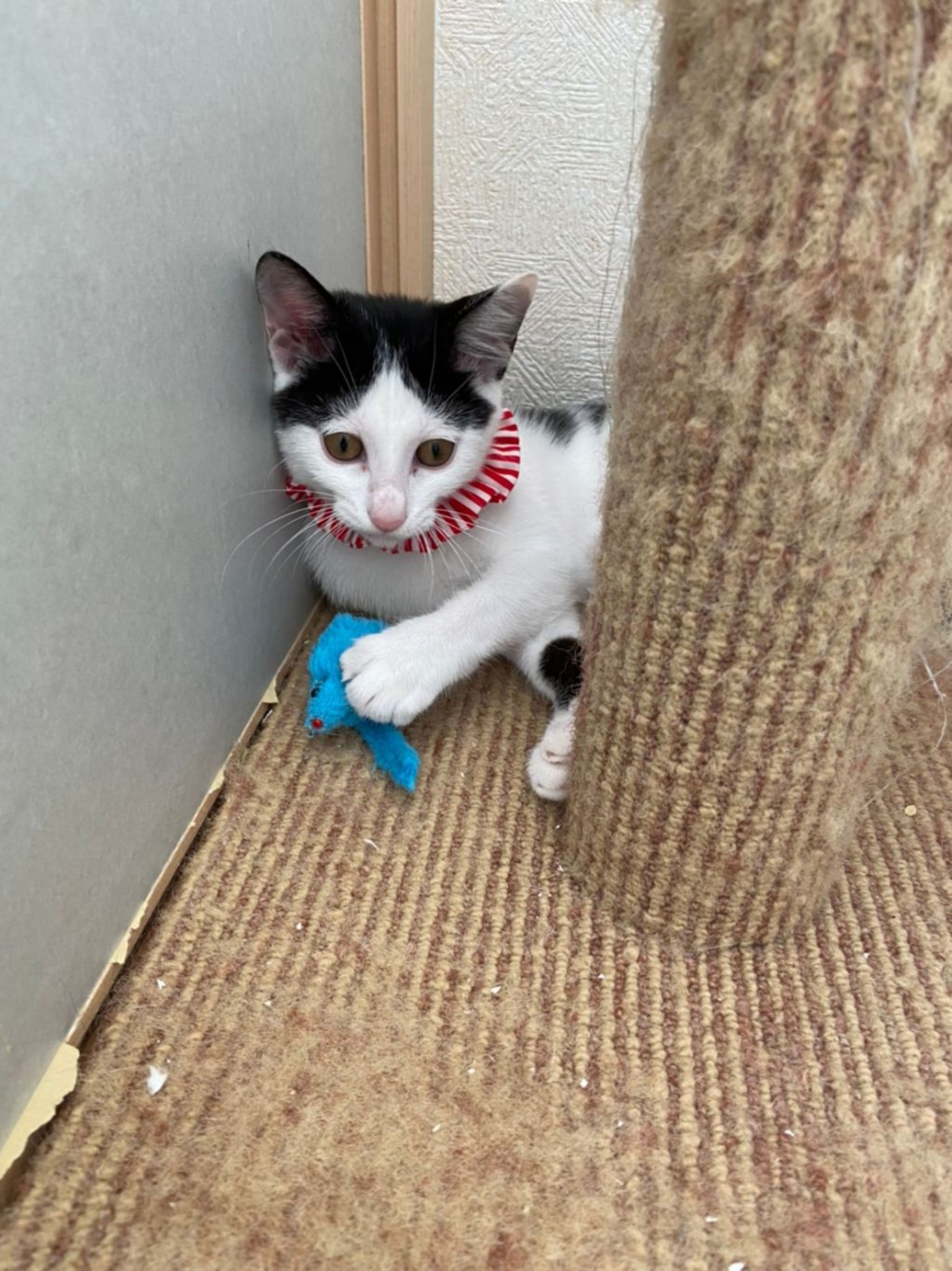 pet-image-6