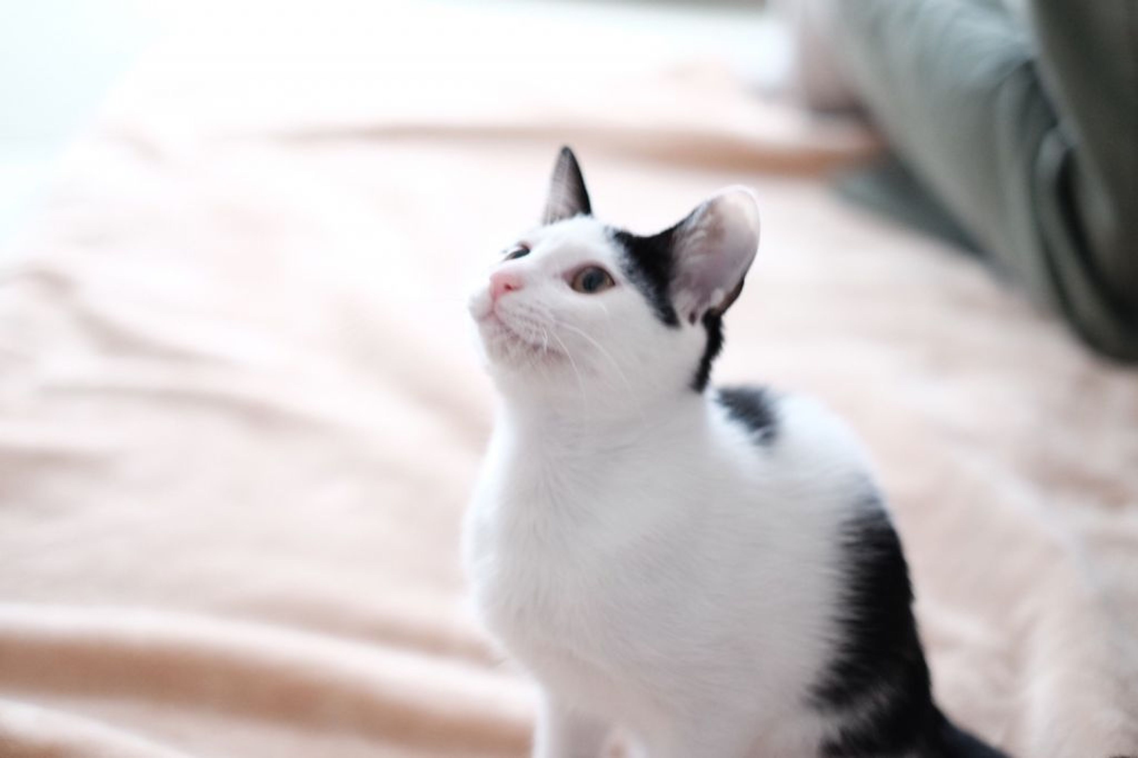 pet-image-7