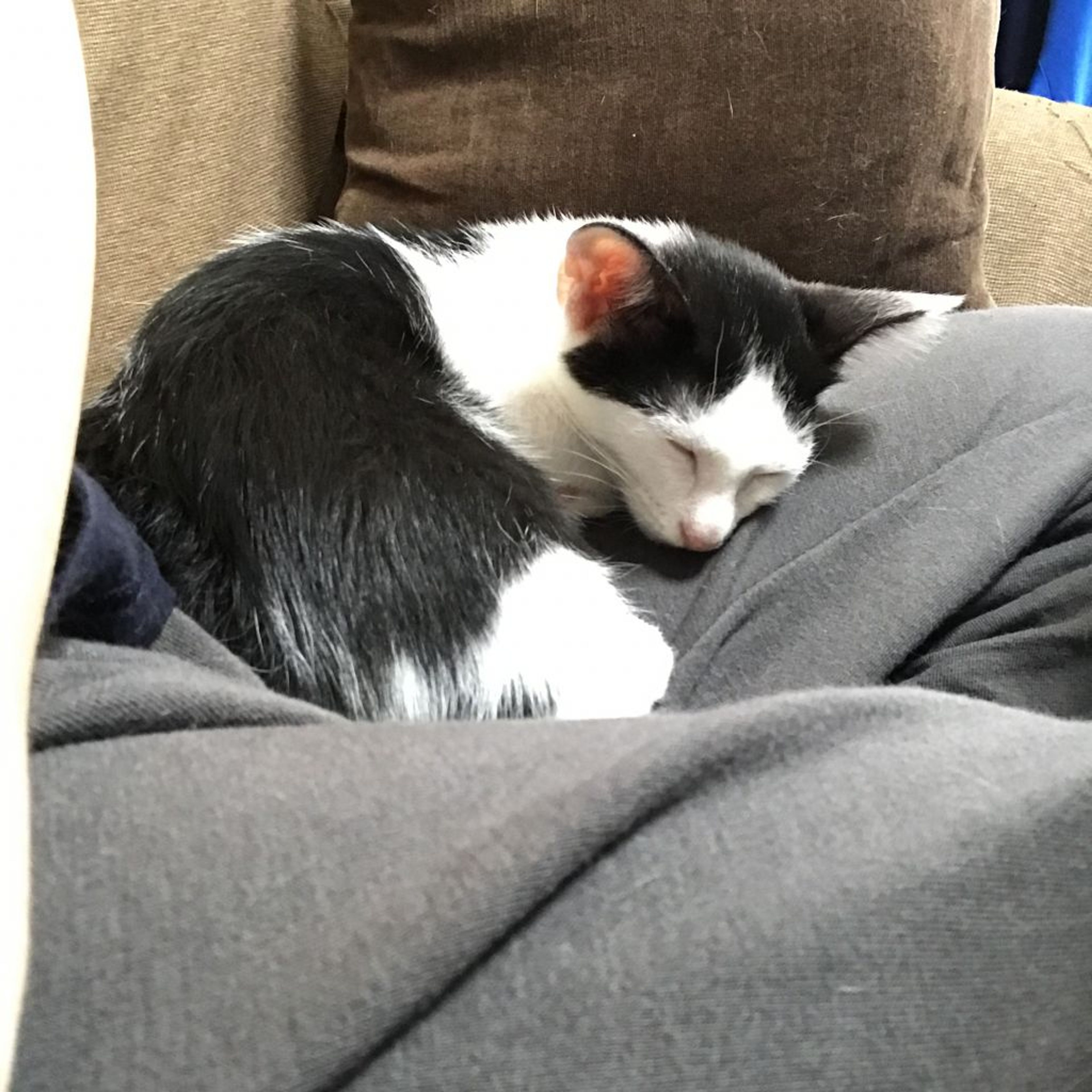 pet-image-9