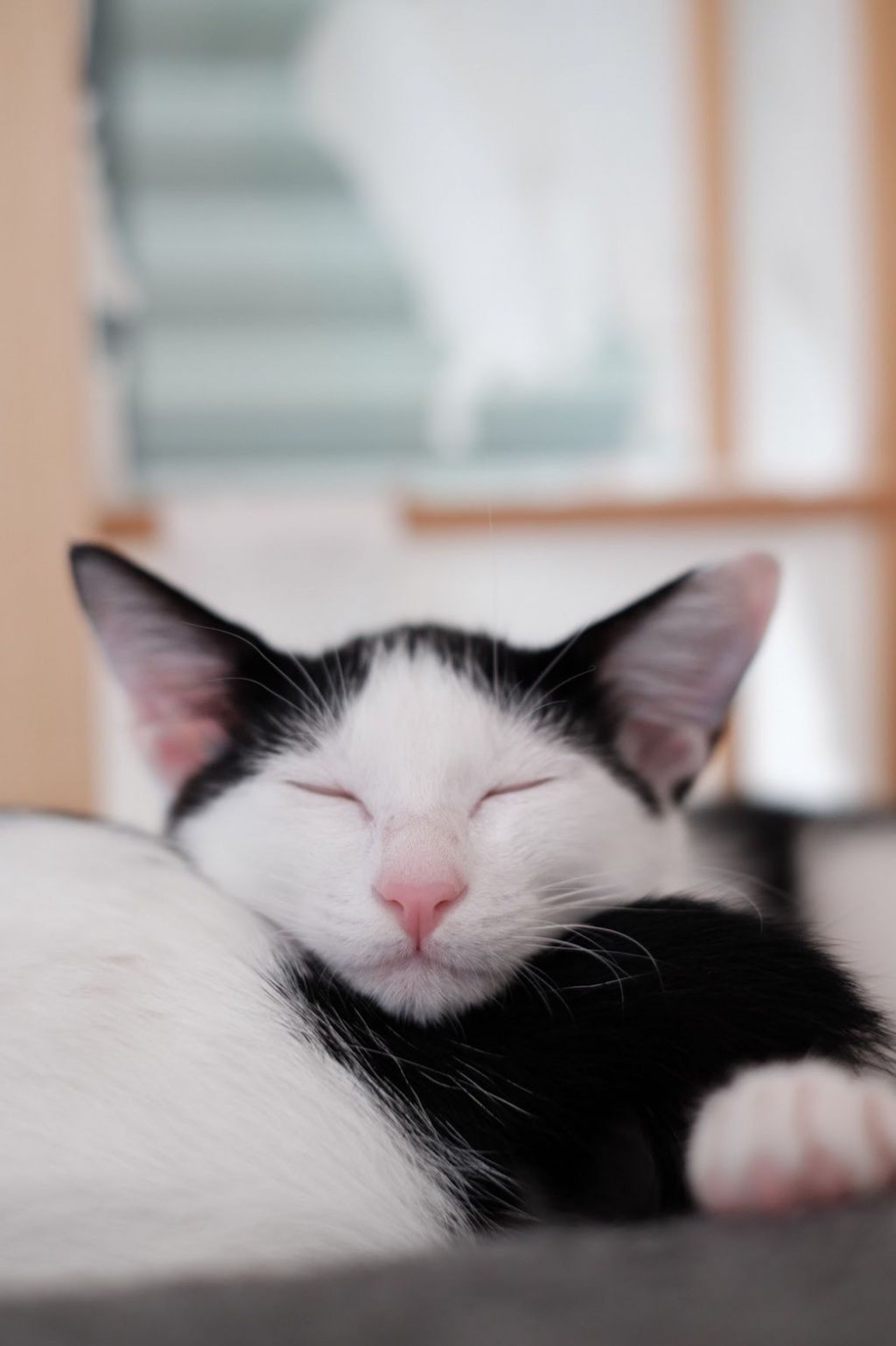 pet-image-10