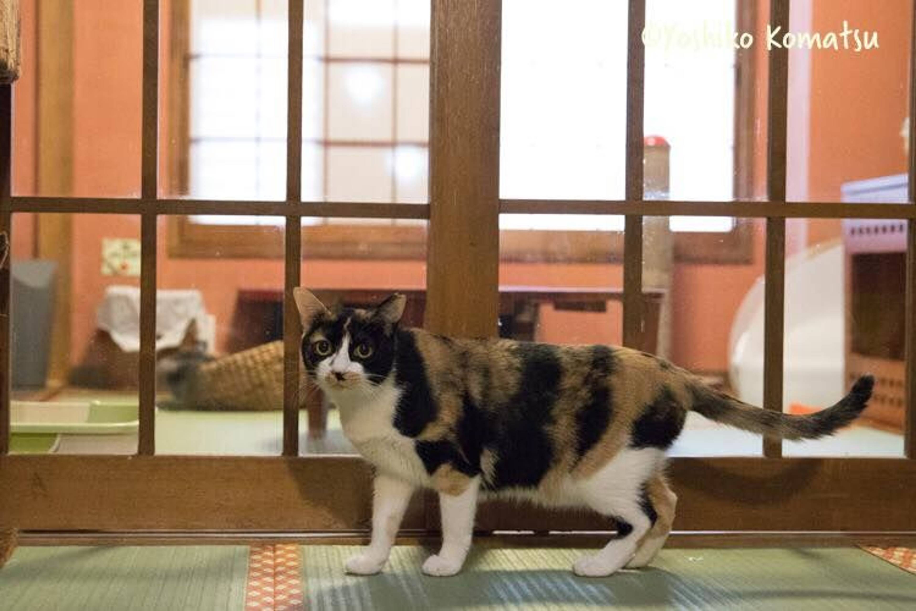 雑種（ミックス猫）・メスの里親募集の写真