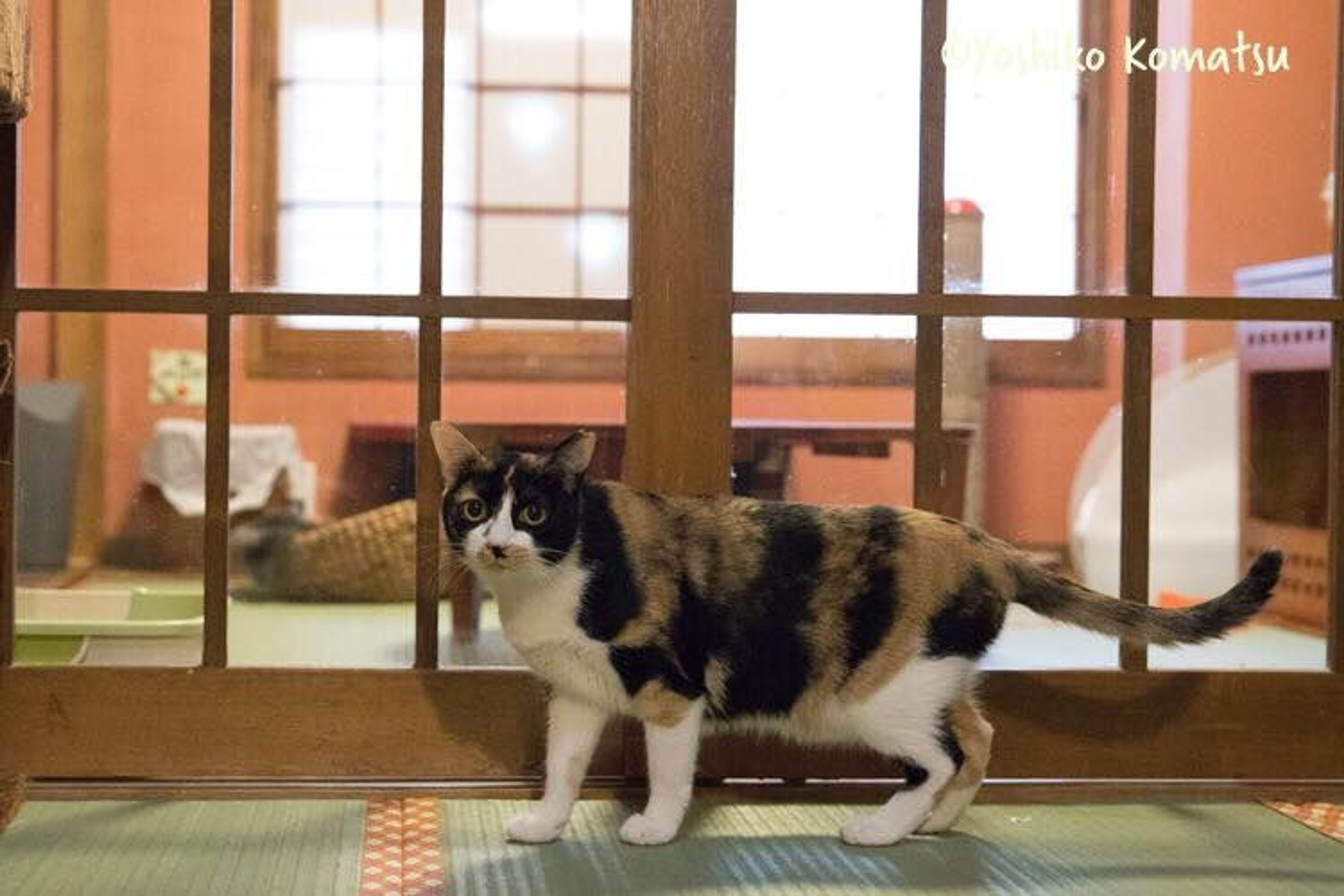 雑種（ミックス猫）・メスの里親募集の写真