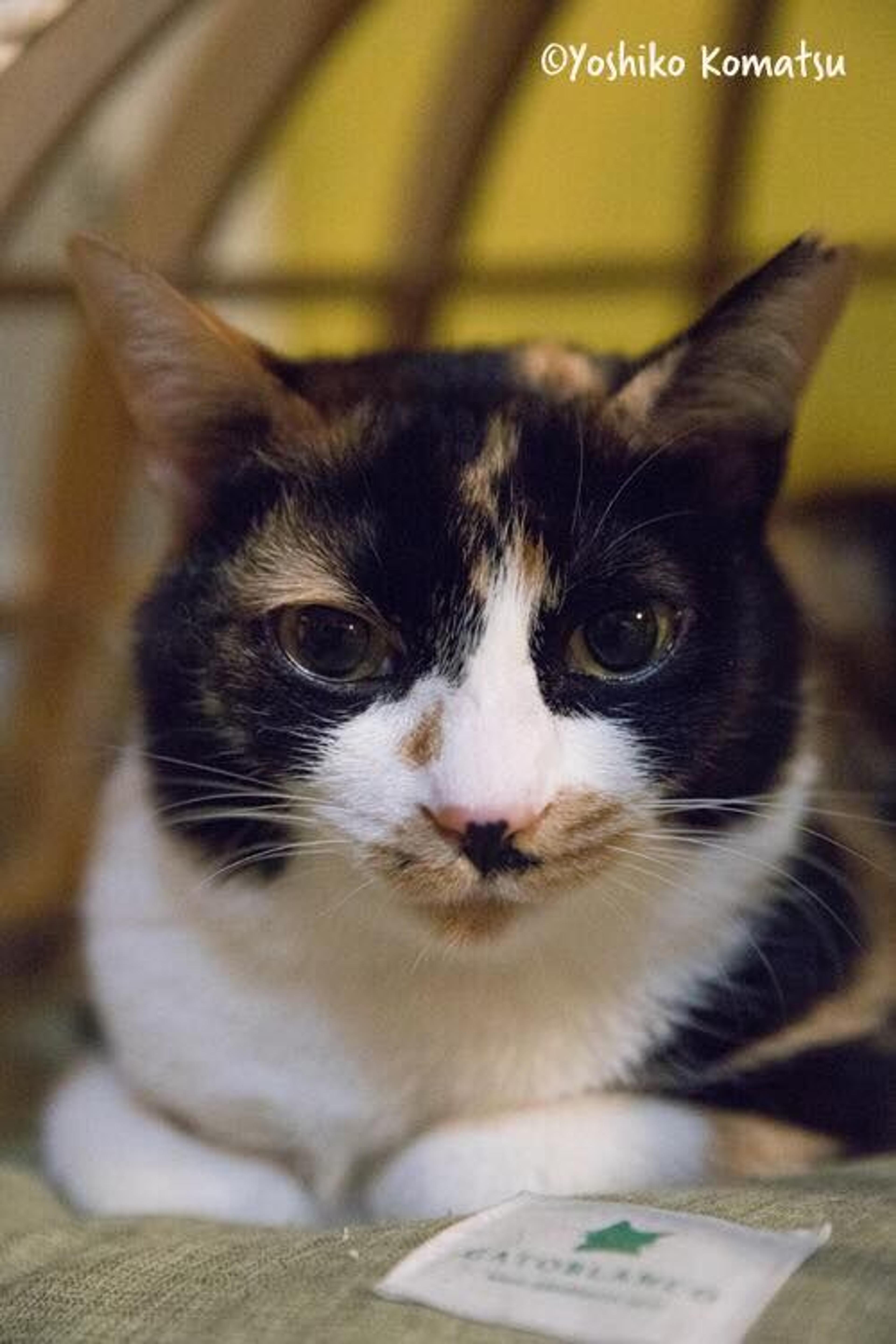 pet-image-3