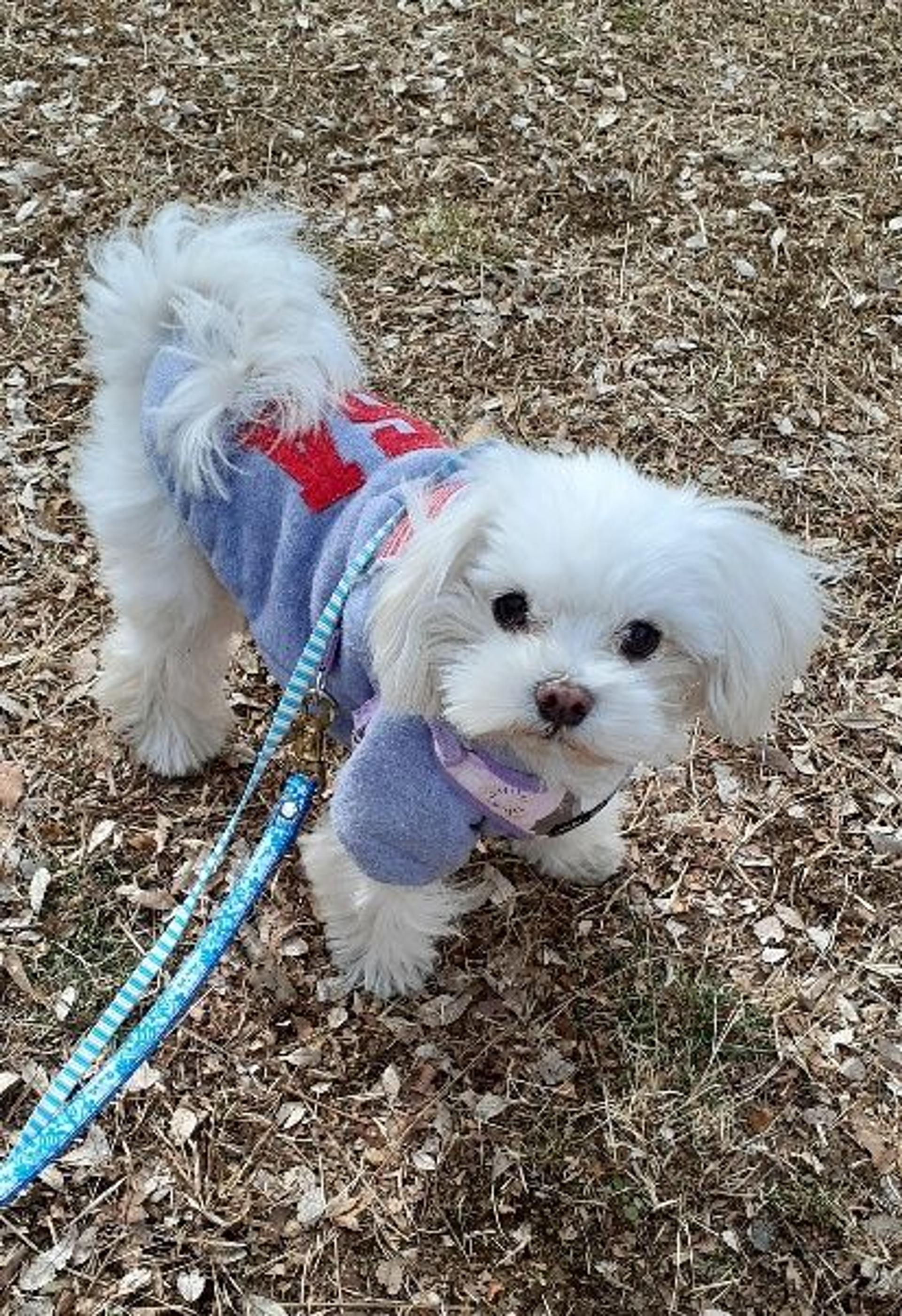 pet-image-2