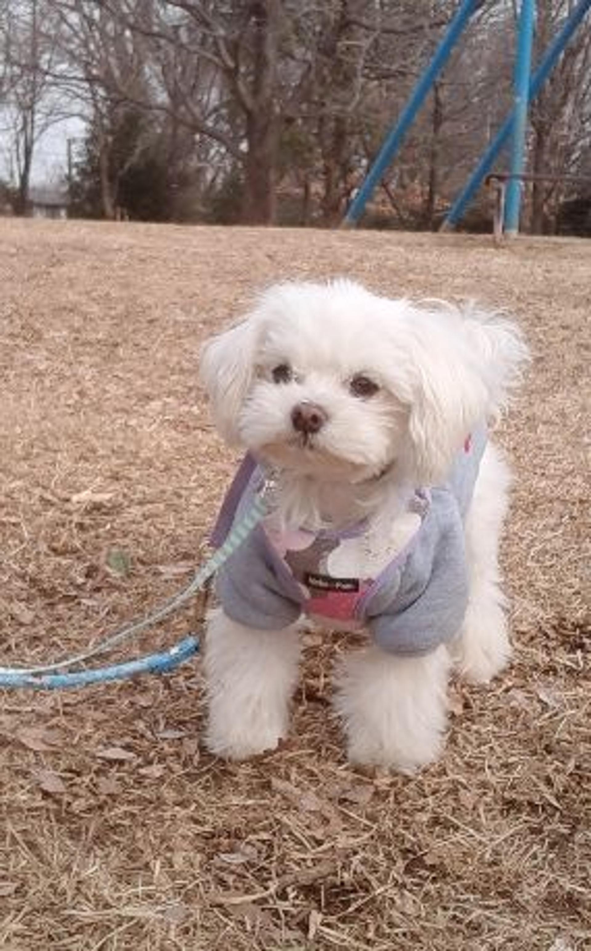 pet-image-3