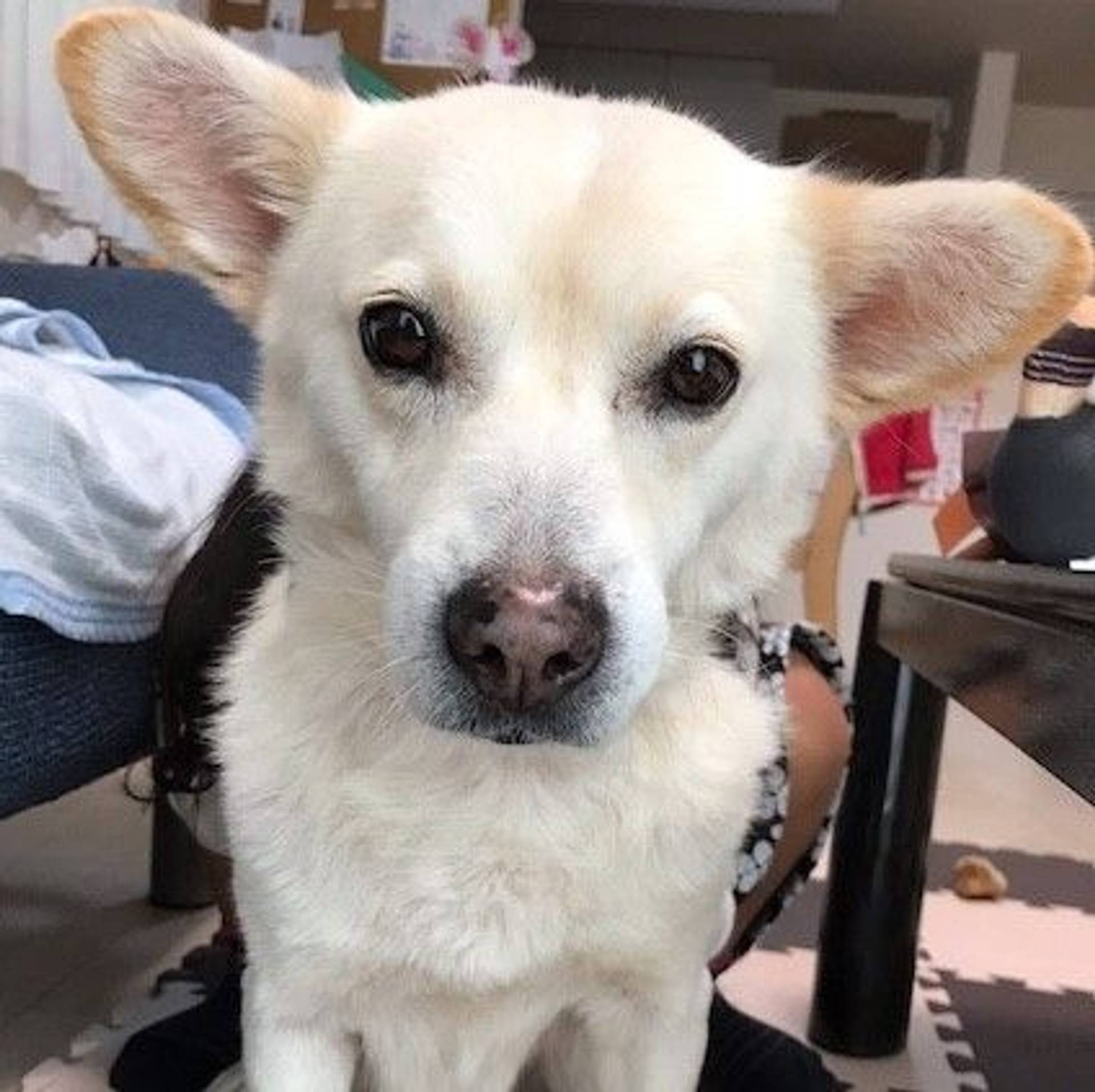 雑種（ミックス犬）・メスの里親募集の写真