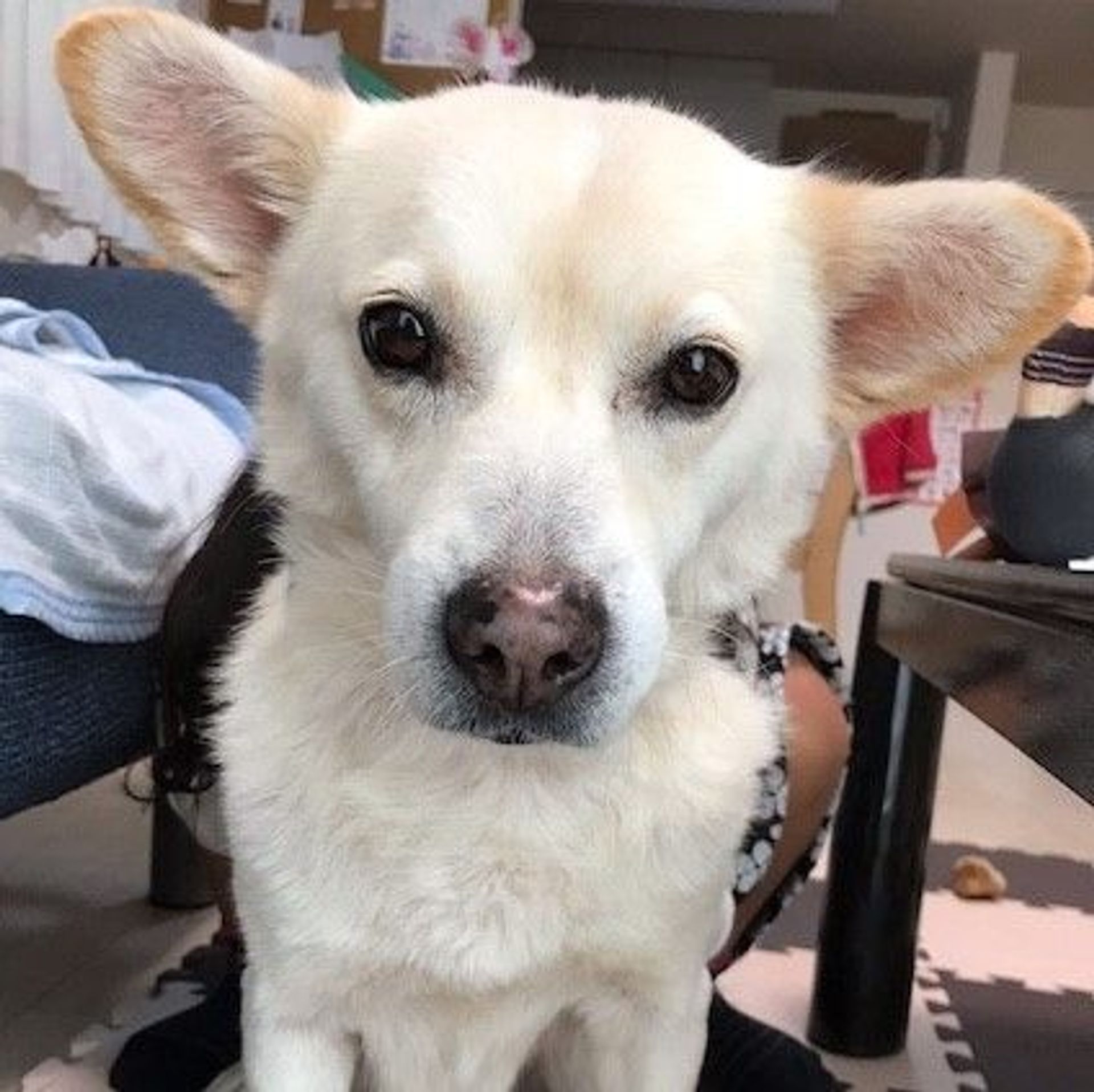 雑種（ミックス犬）・メスの里親募集の写真