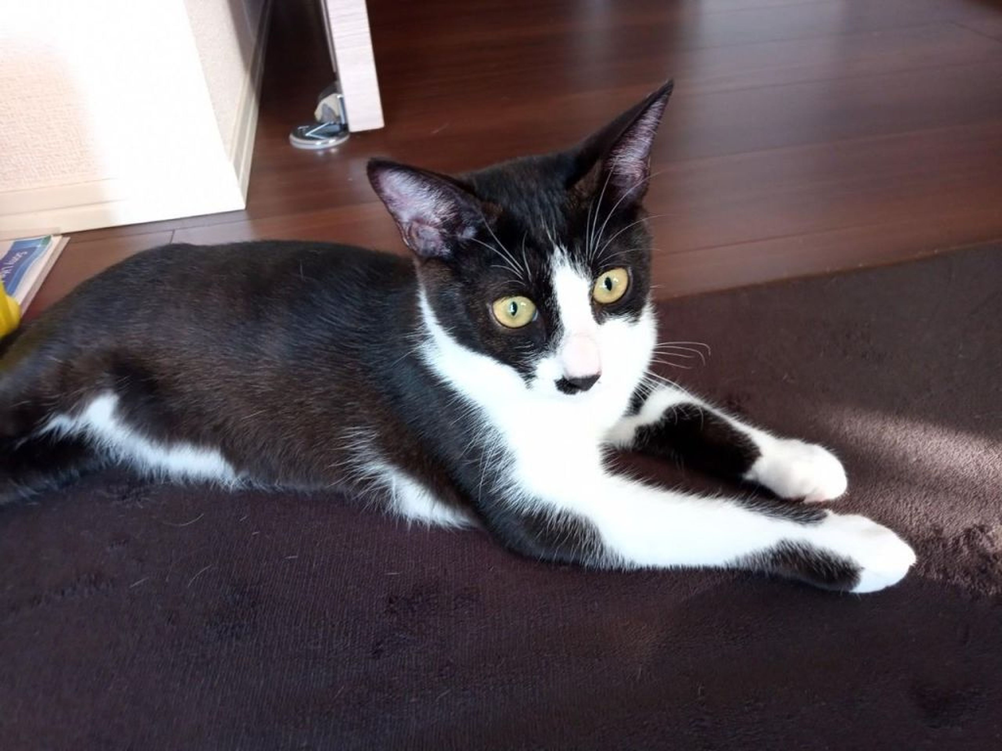 pet-image-2