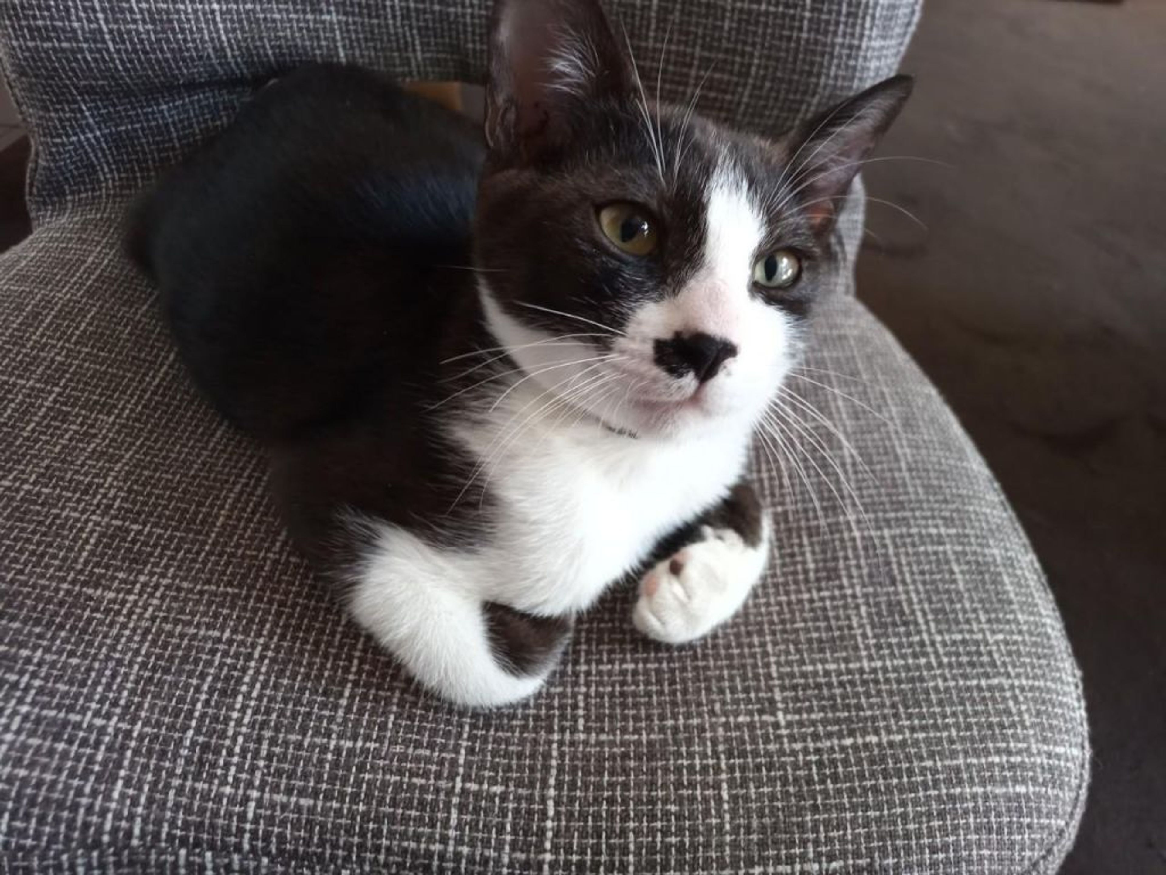 pet-image-3