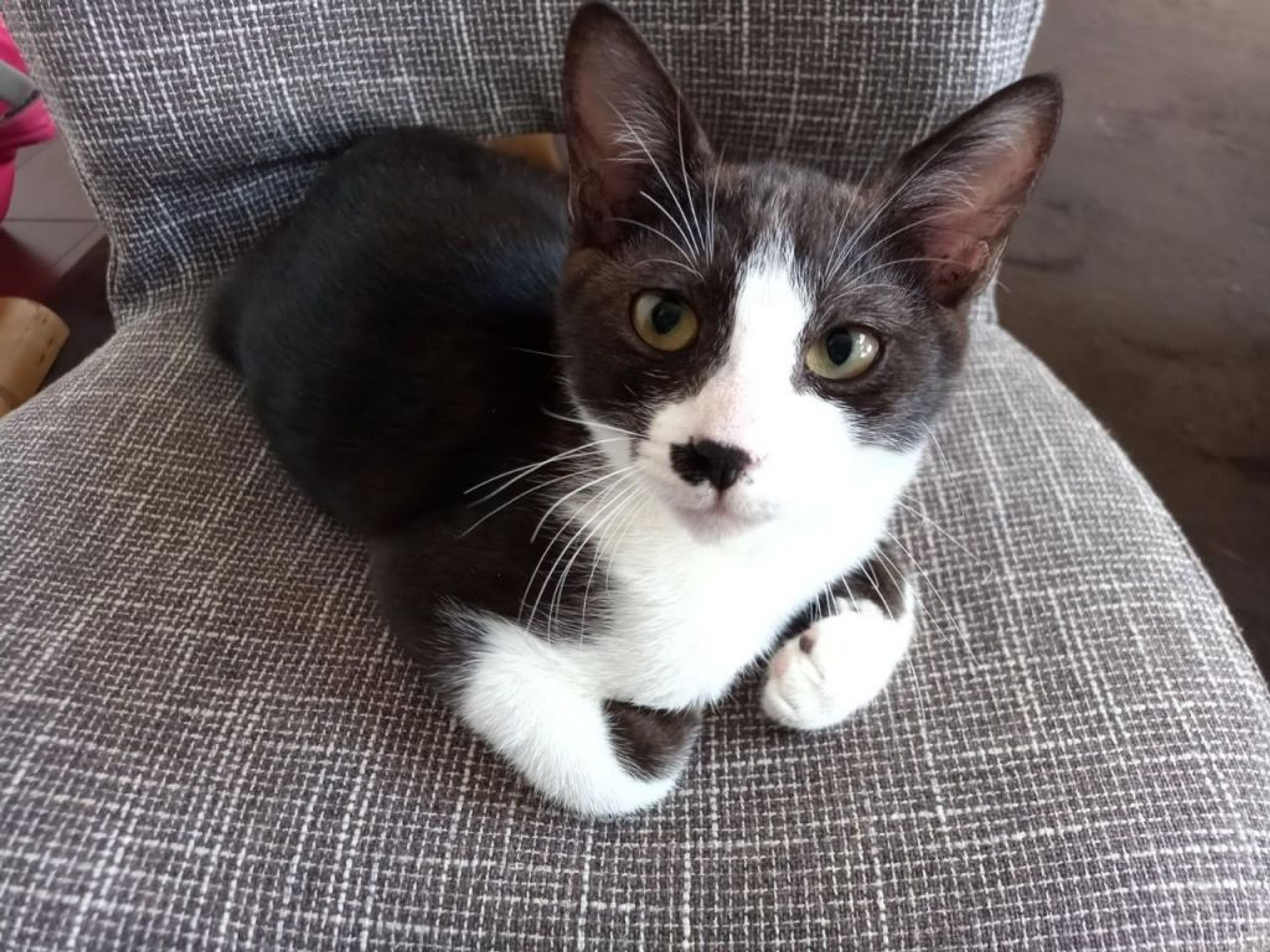 pet-image-4