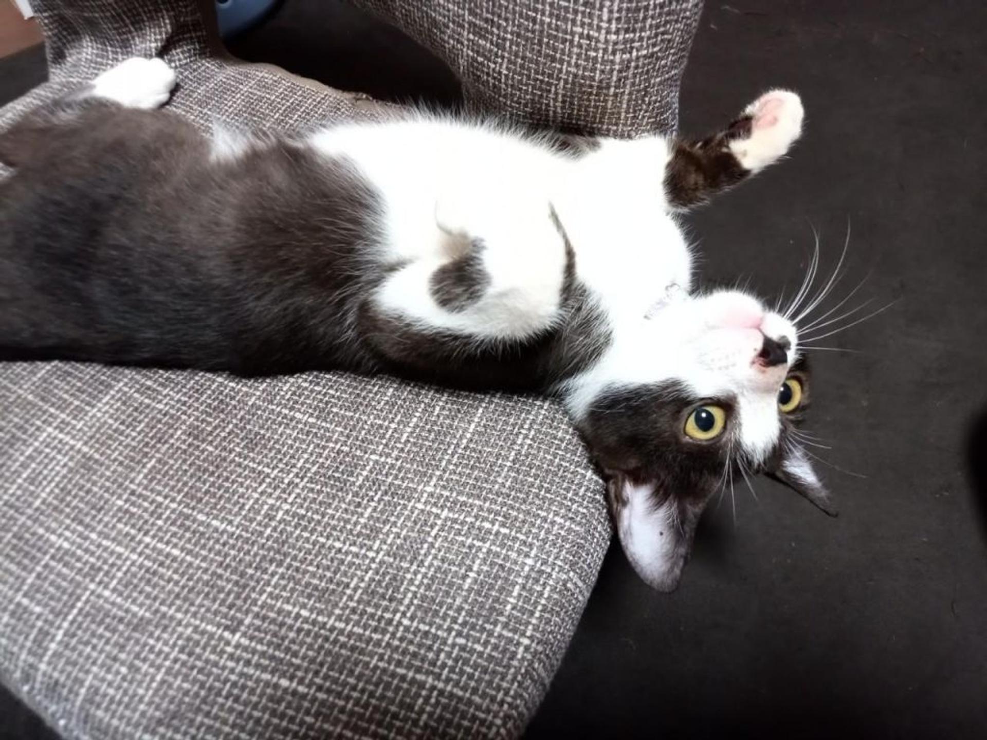 pet-image-5