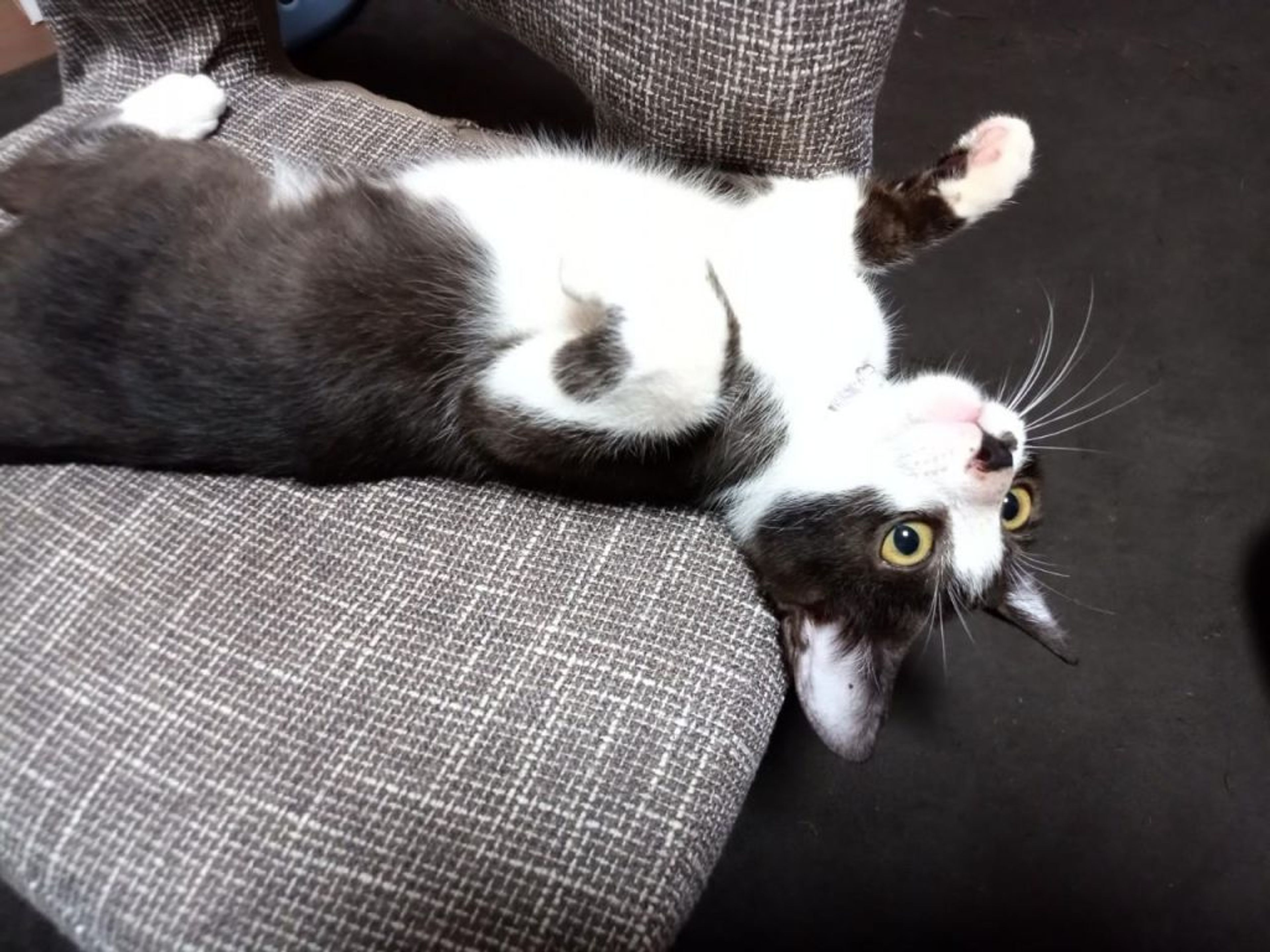pet-image-5
