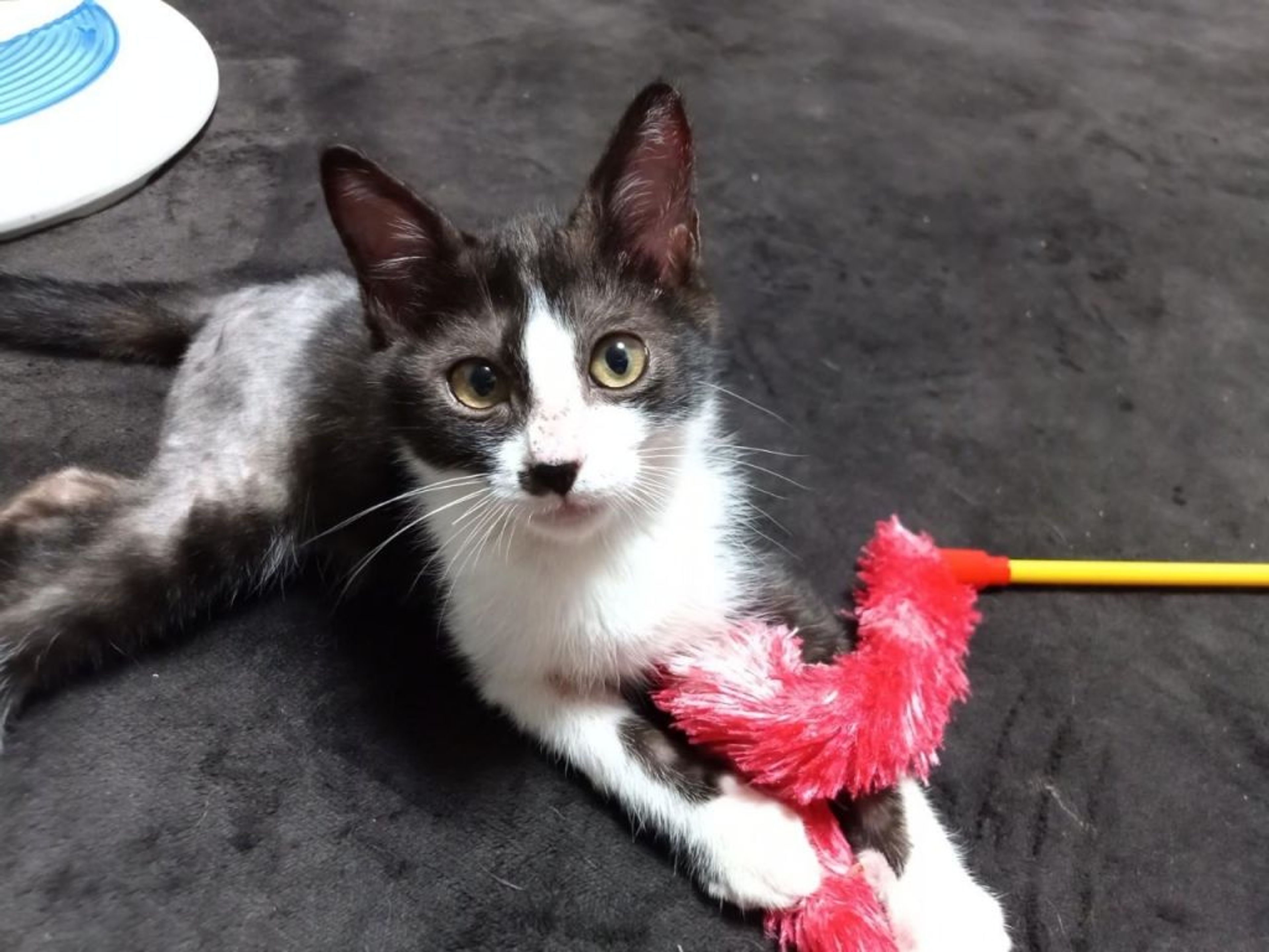 pet-image-6