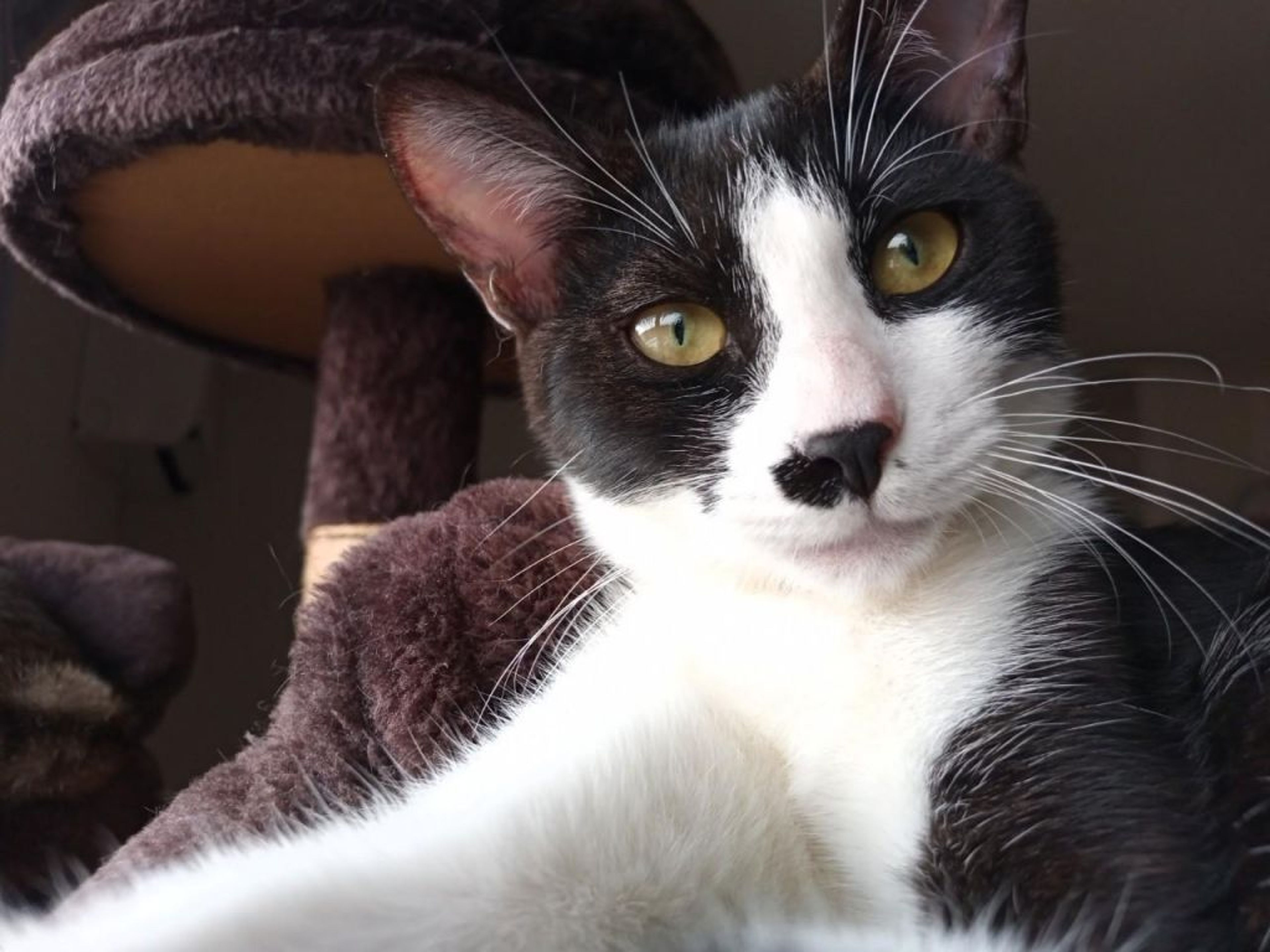 pet-image-7
