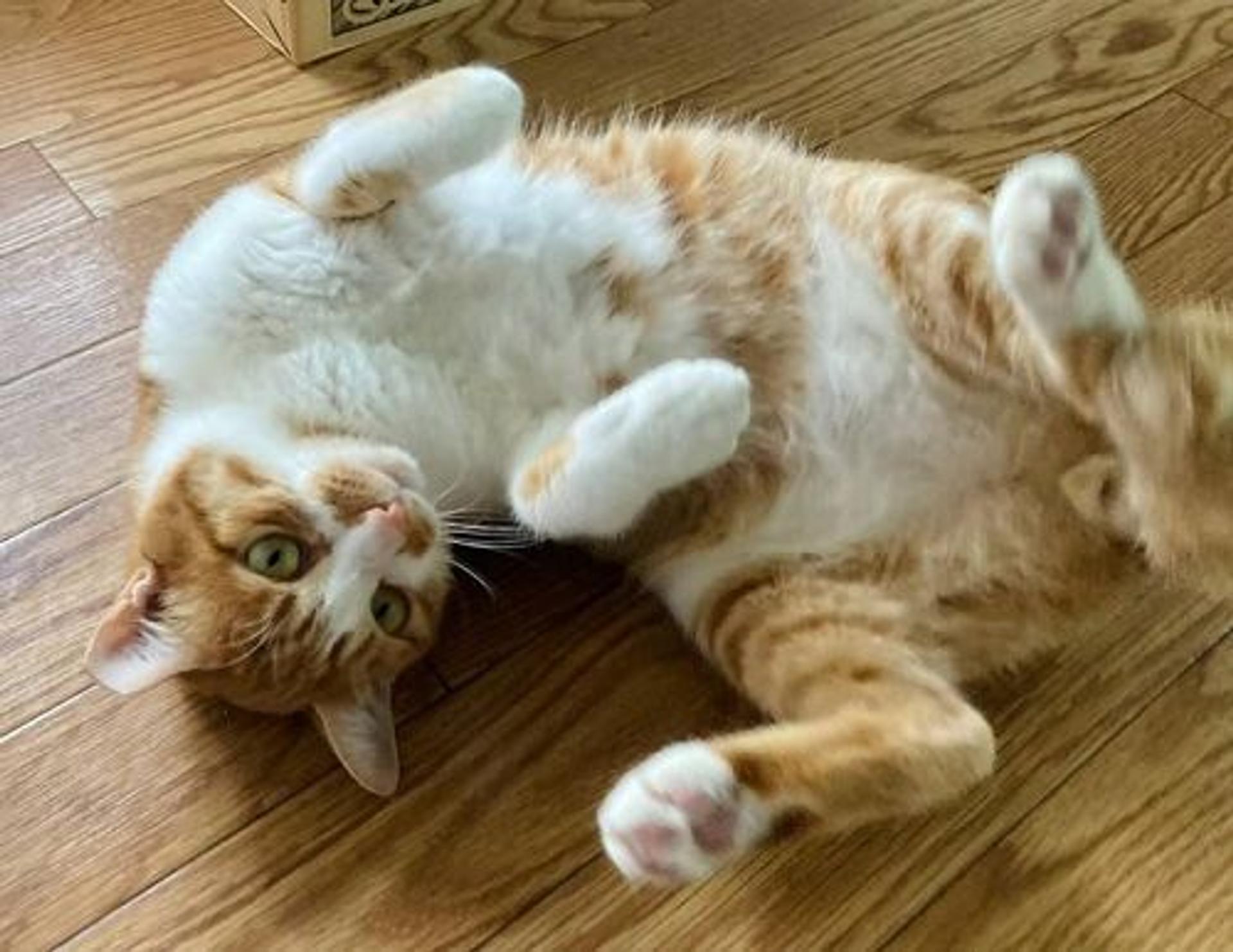 pet-image-3