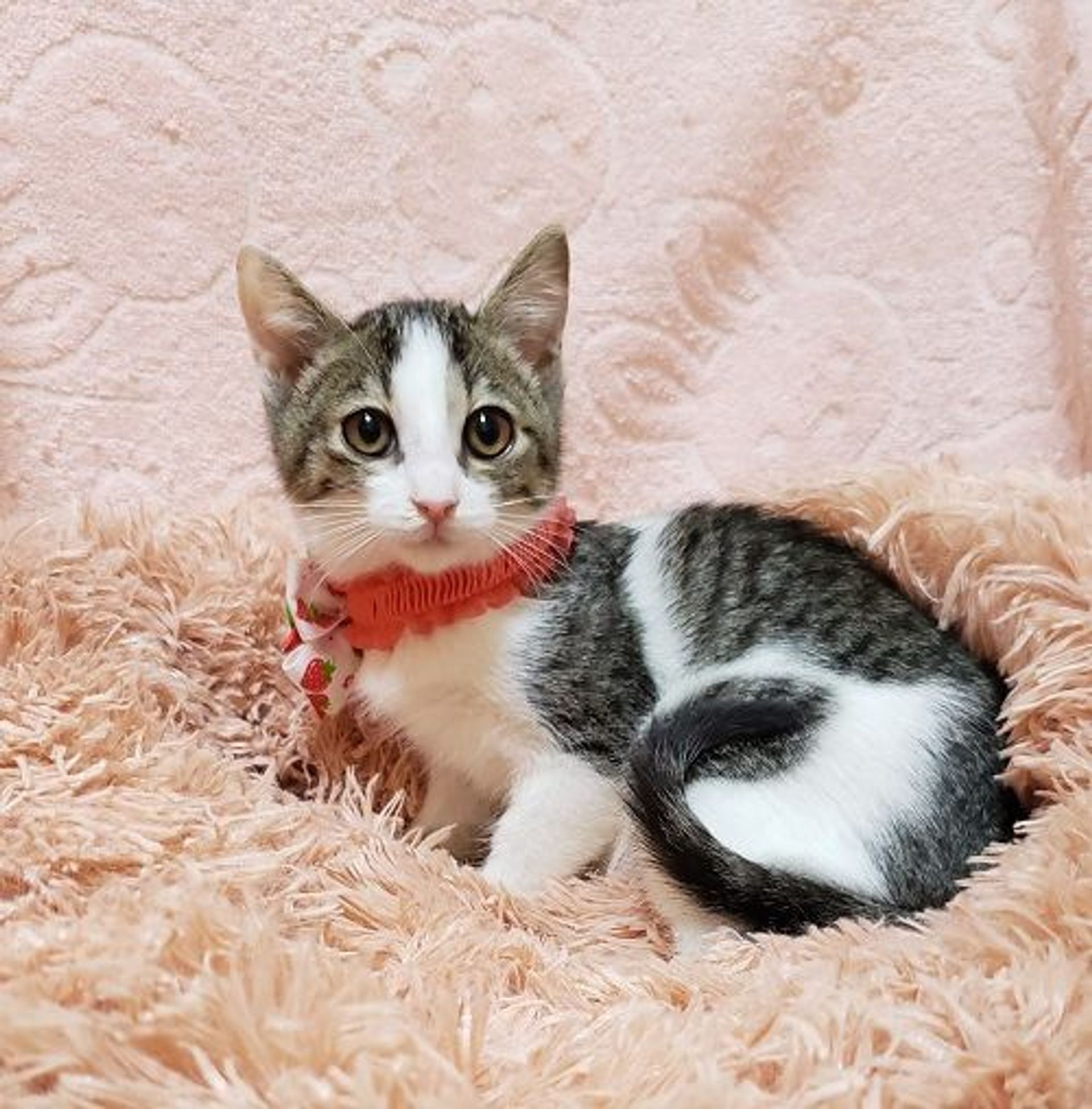 雑種（ミックス猫）・メスの里親募集の写真