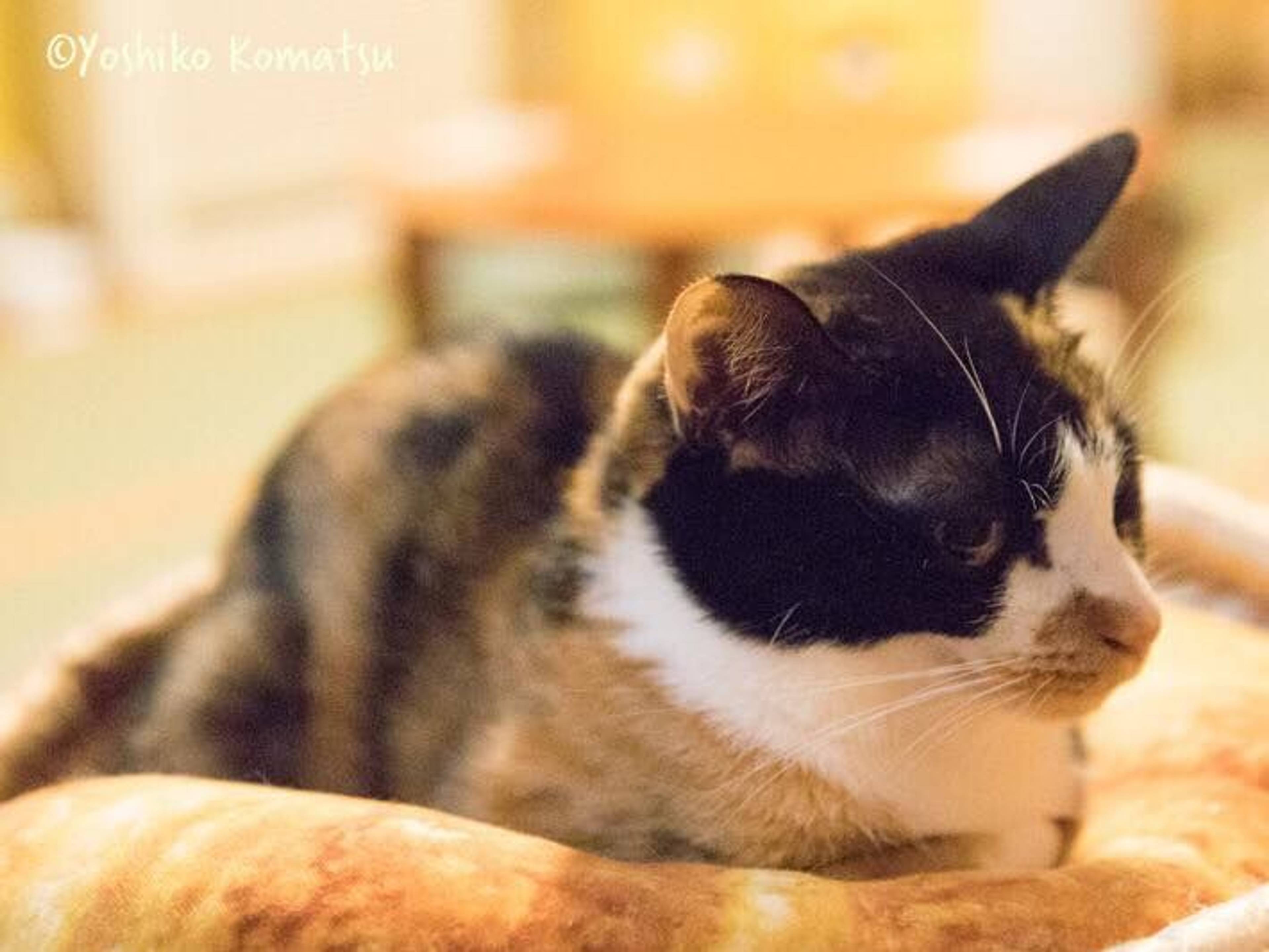 雑種（ミックス猫）・メスの里親募集の写真
