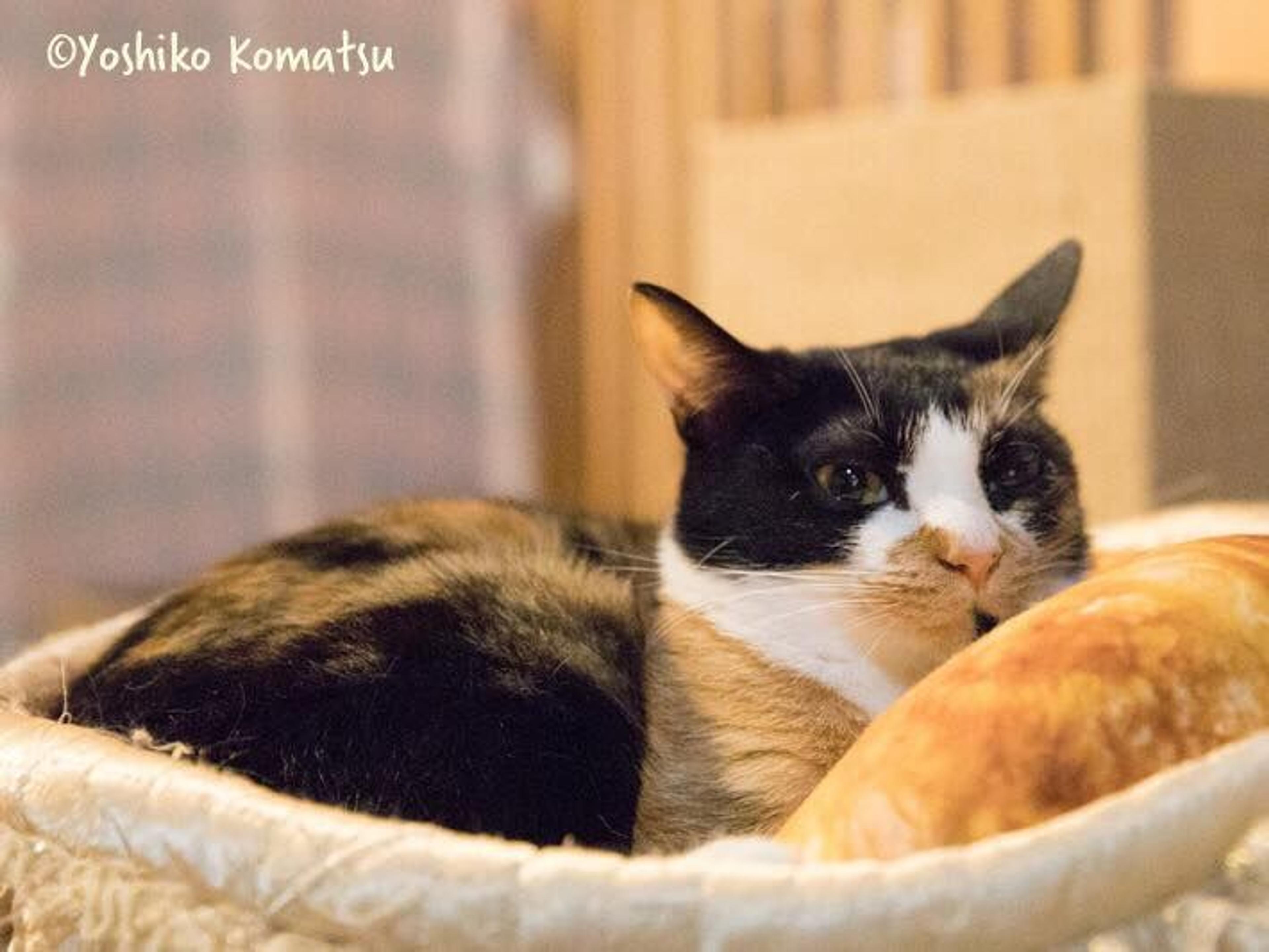 pet-image-3