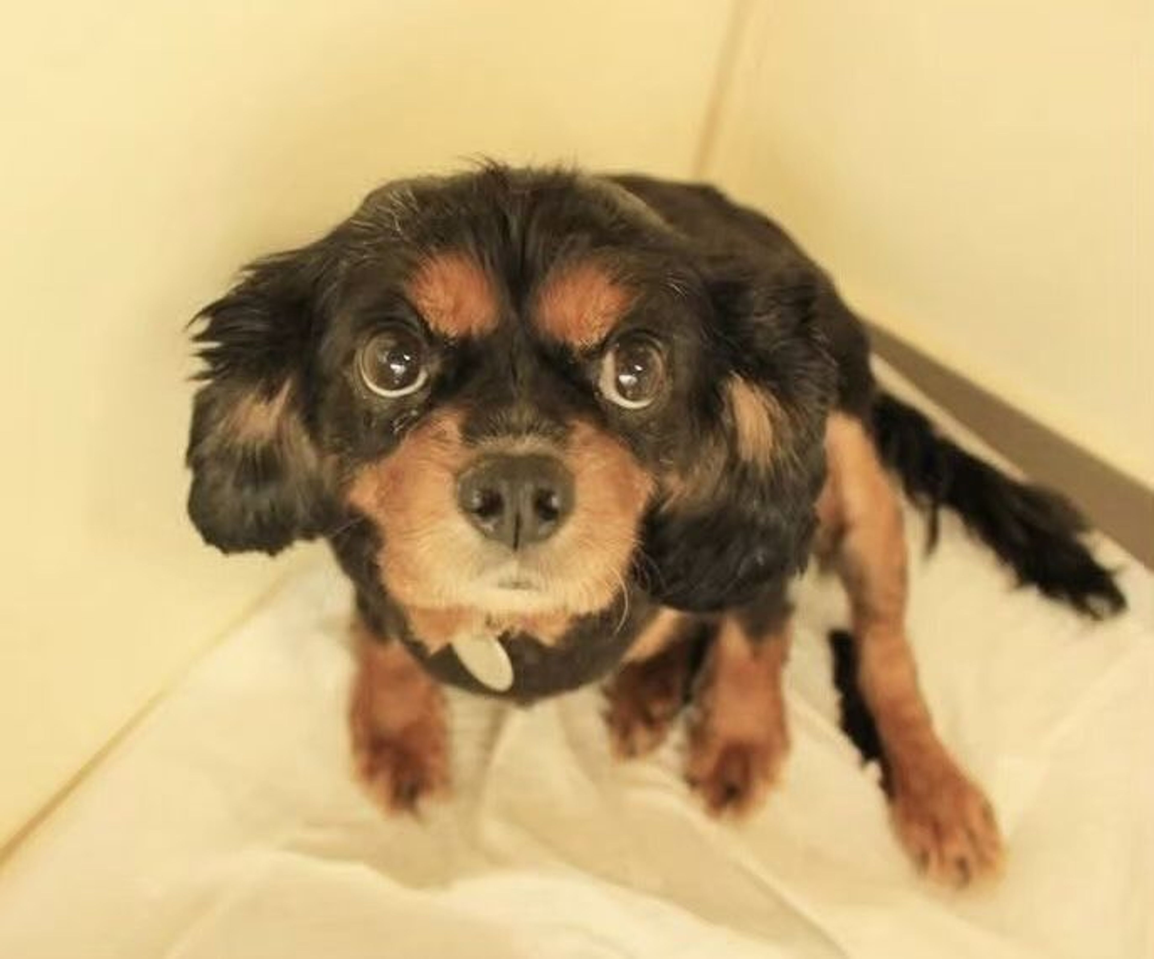 pet-image-5