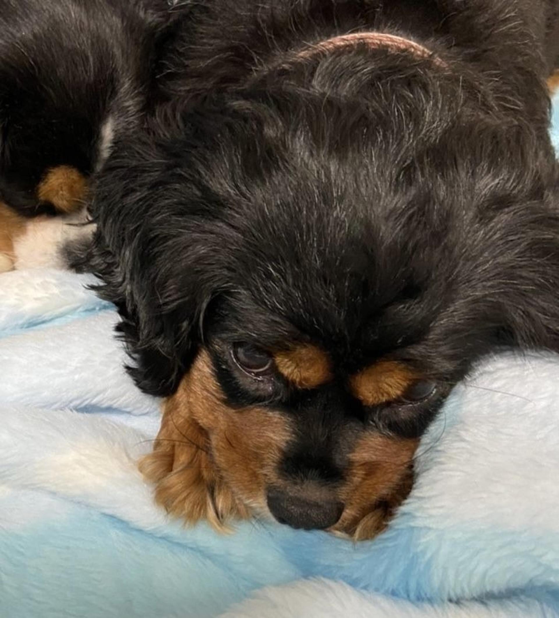 pet-image-7