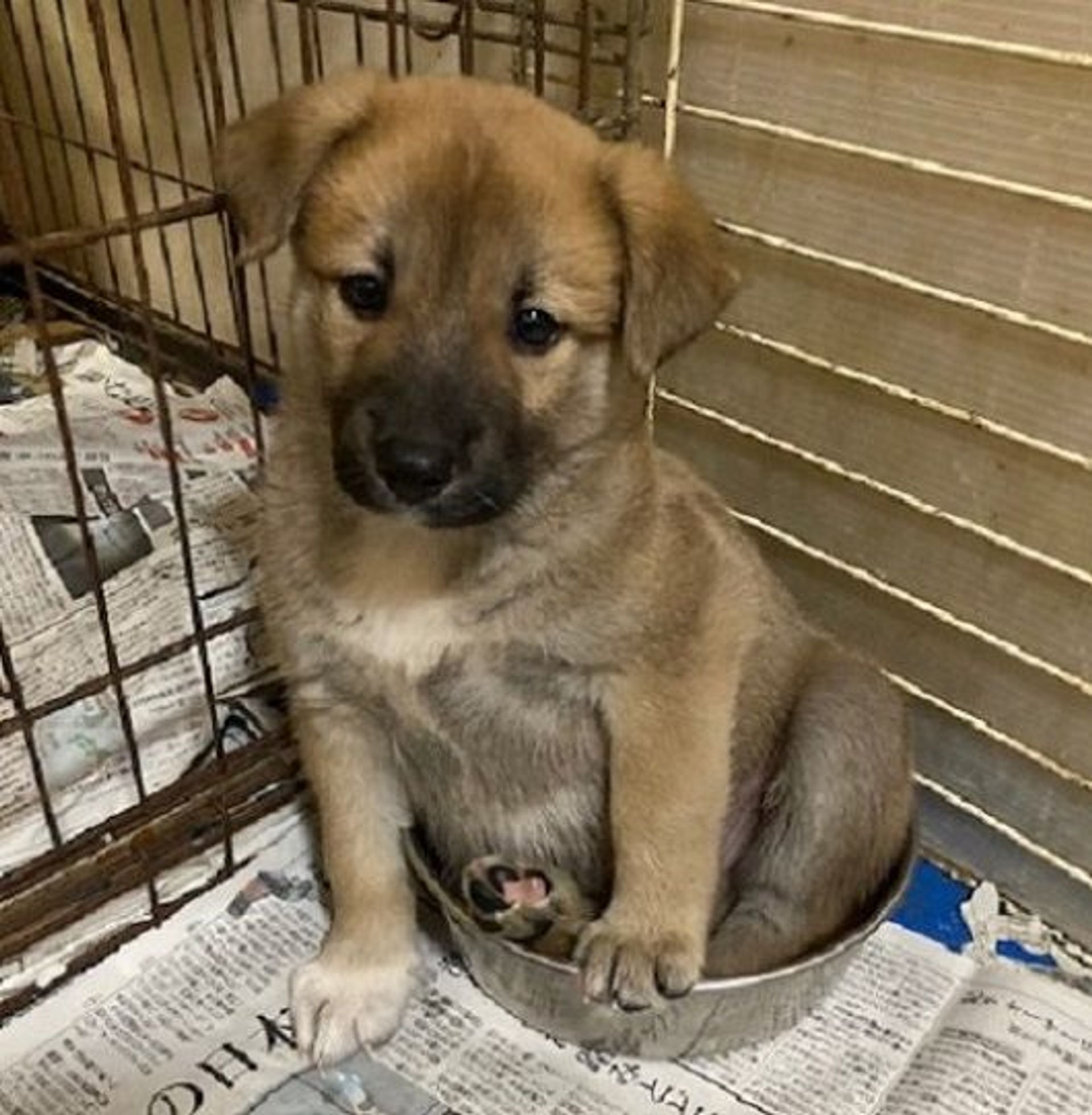 雑種（ミックス犬）・オスの里親募集の写真