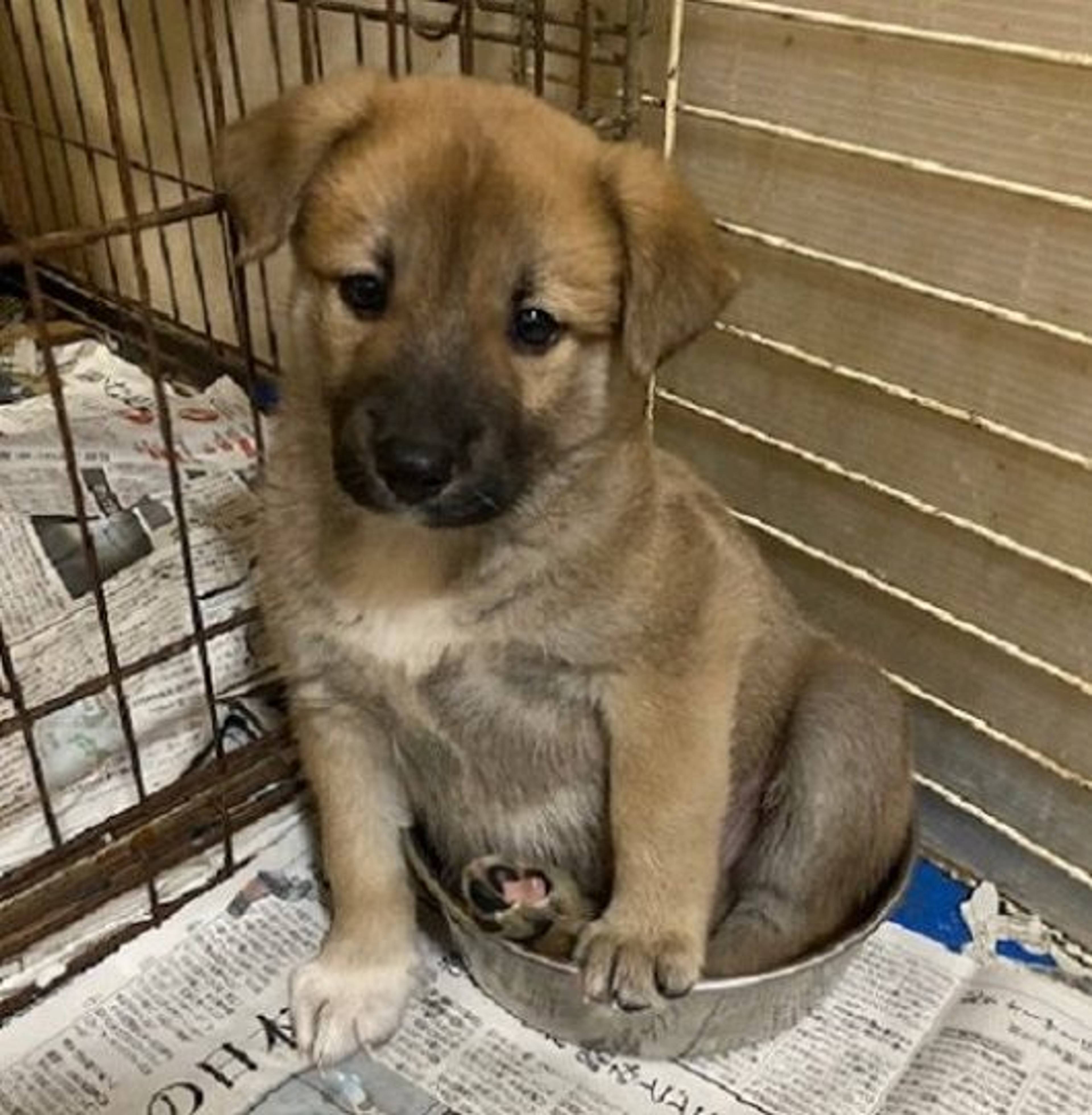 雑種（ミックス犬）・オスの里親募集の写真