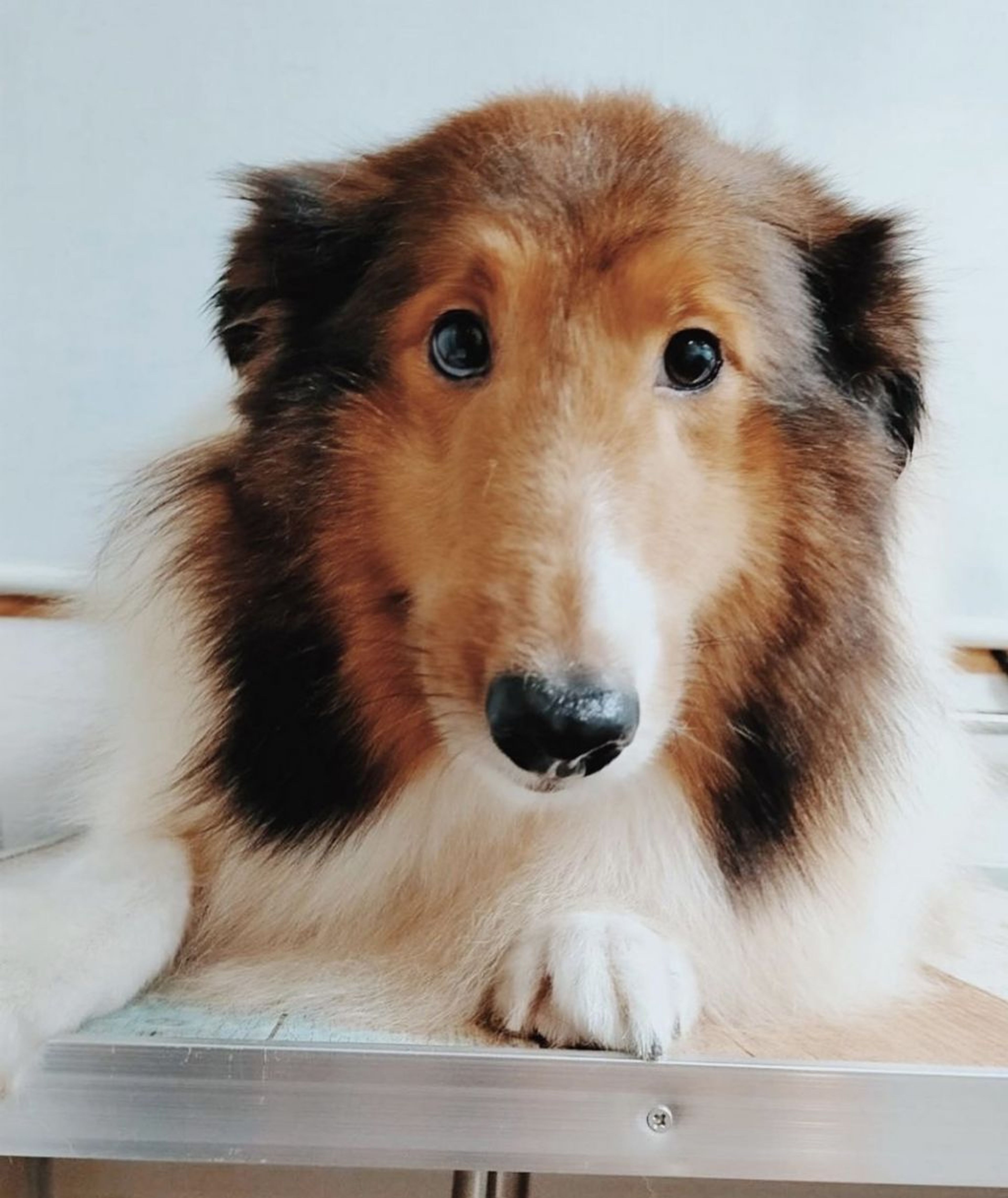 シェットランド・シープドッグ・メスの里親募集の写真