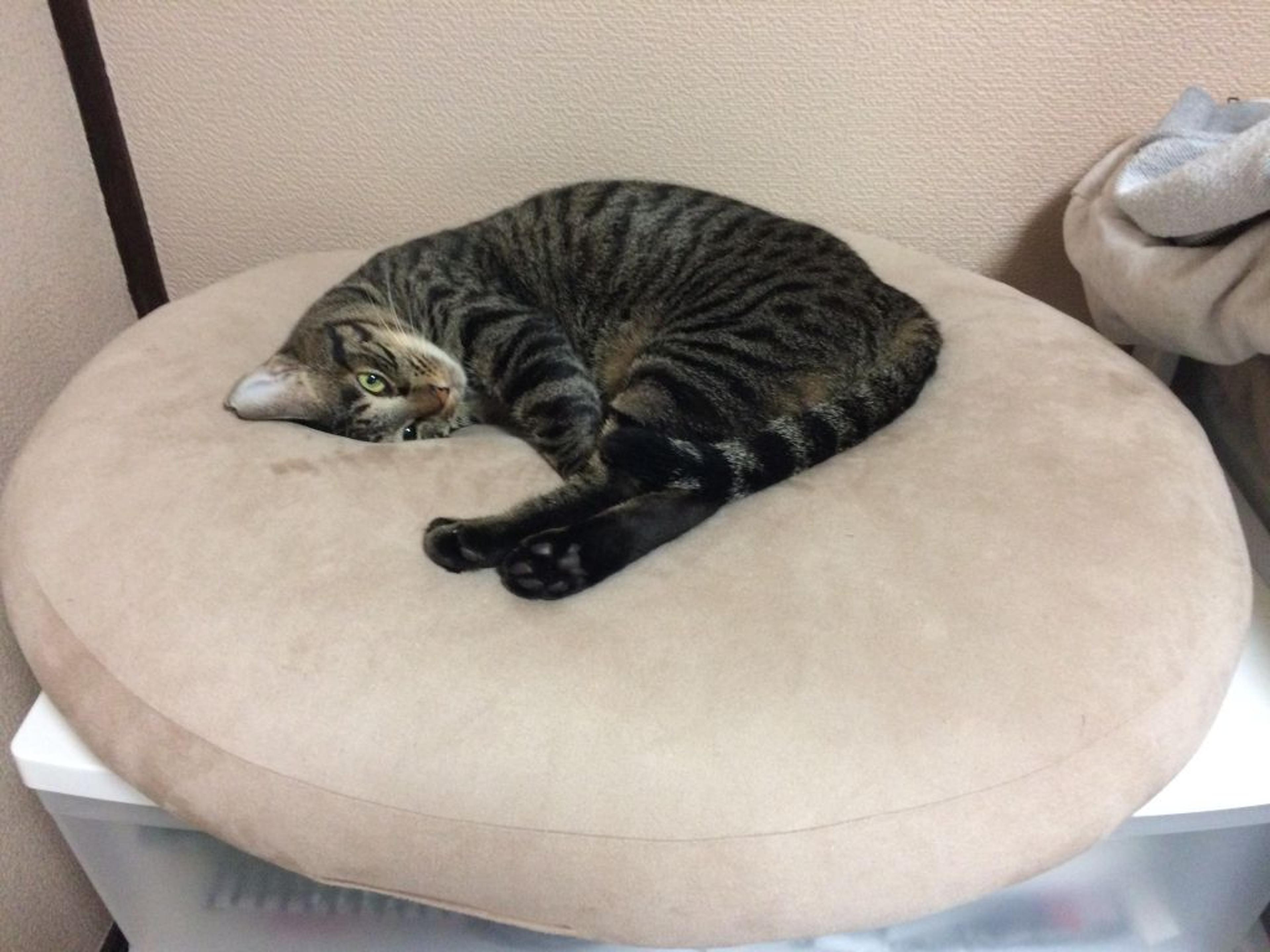 pet-image-2