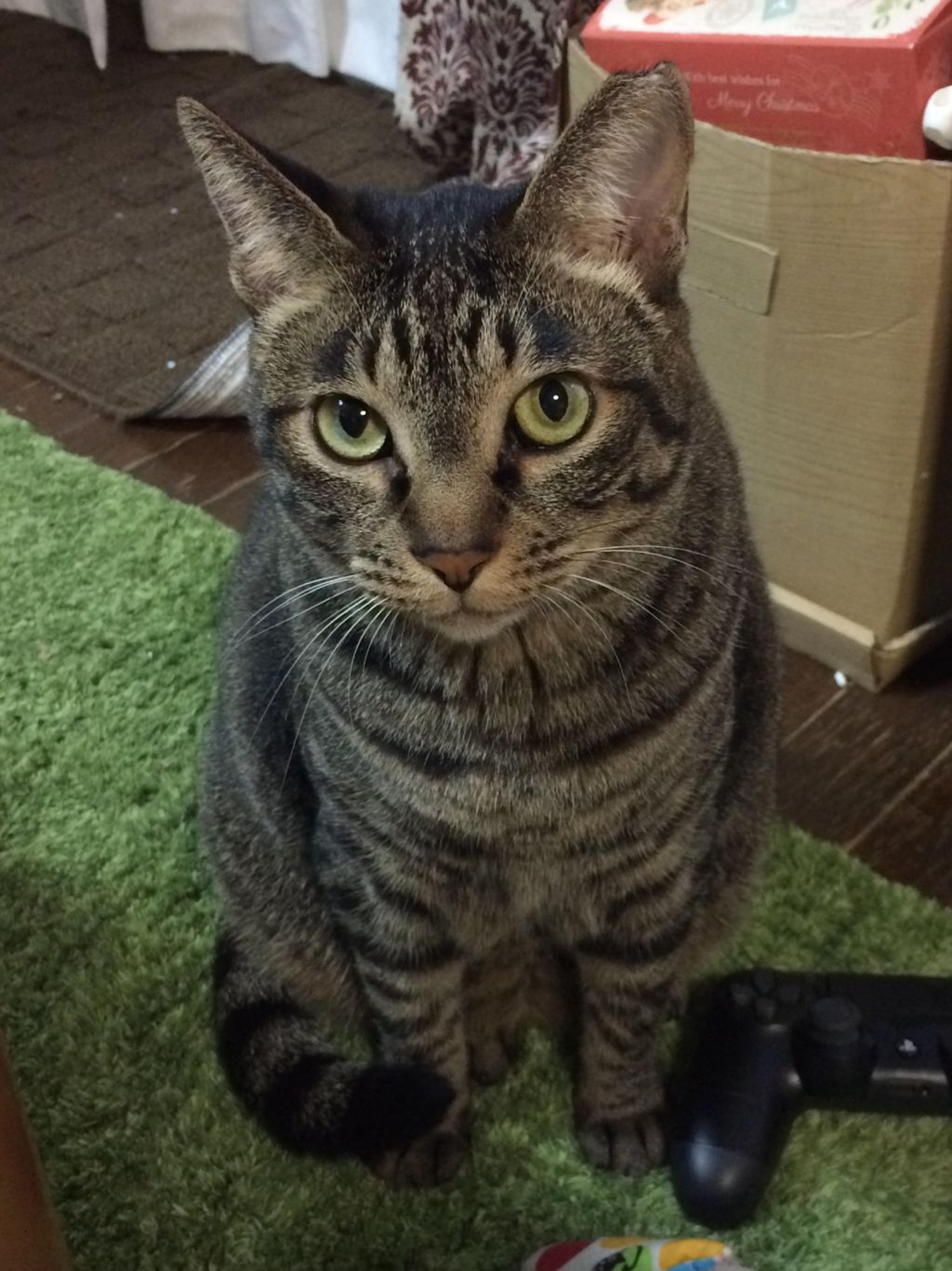 pet-image-3