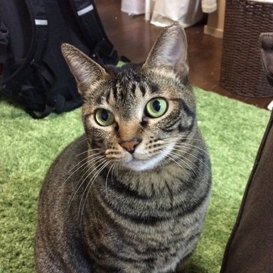 タビーの写真