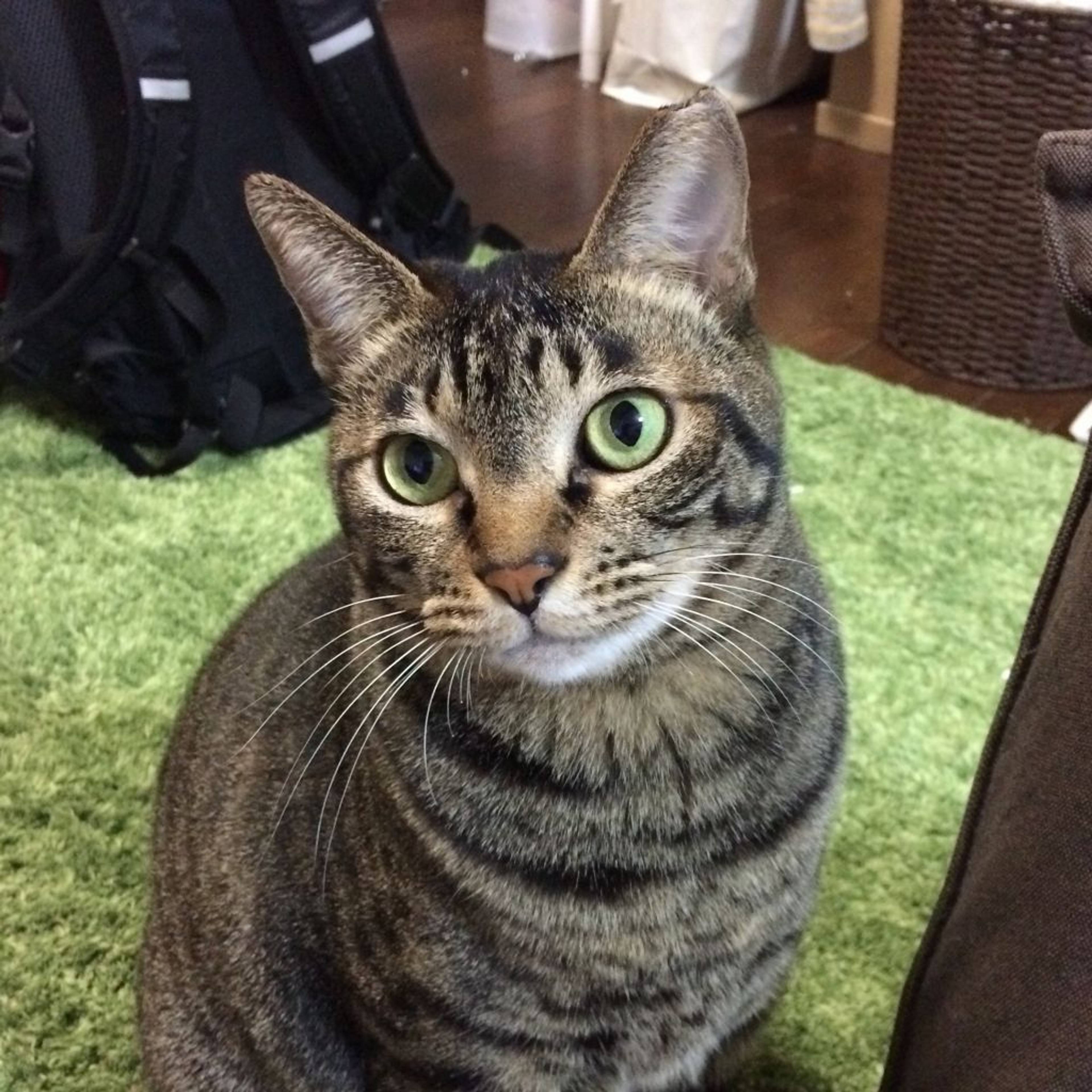 雑種（ミックス猫）・メスの里親募集の写真