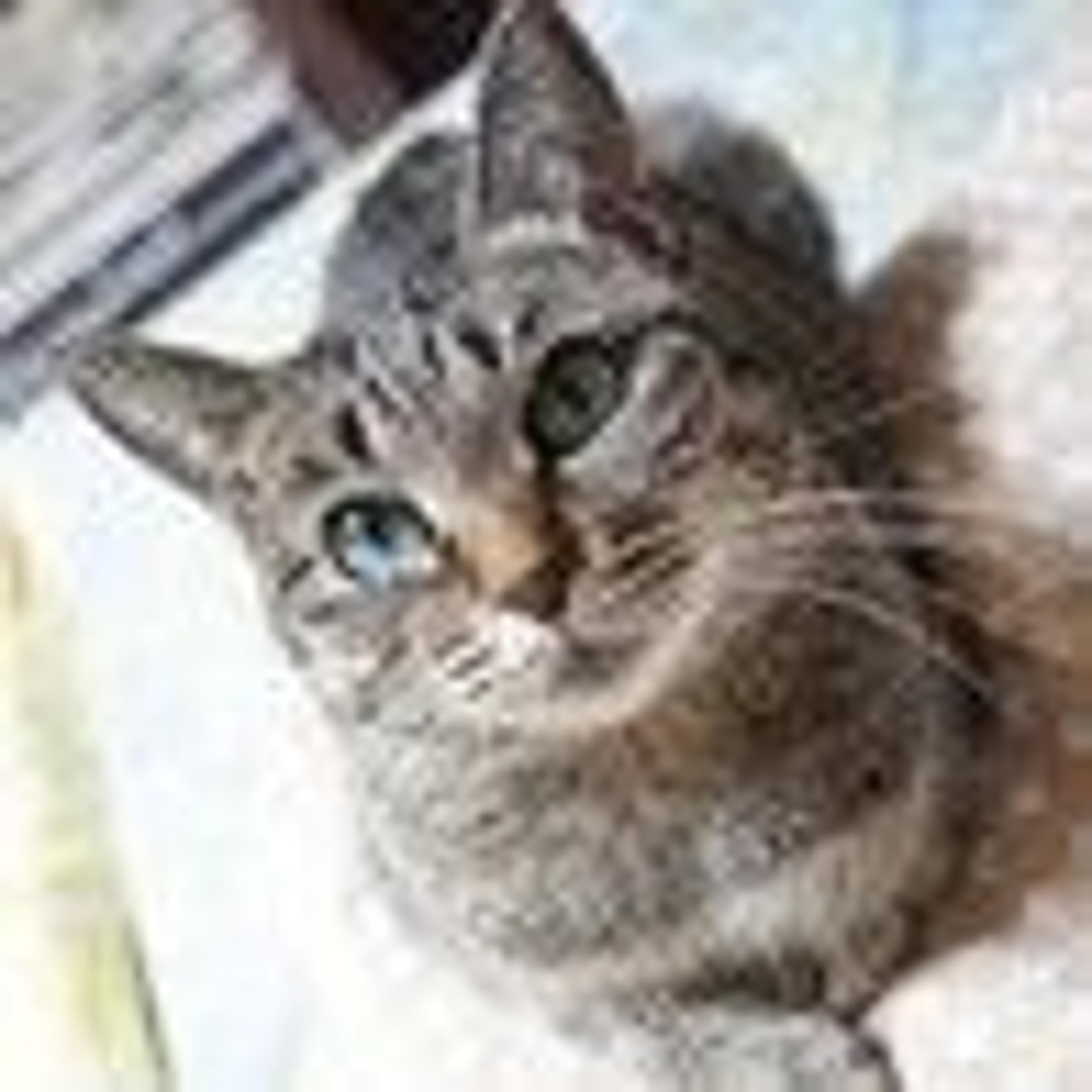 pet-image-3